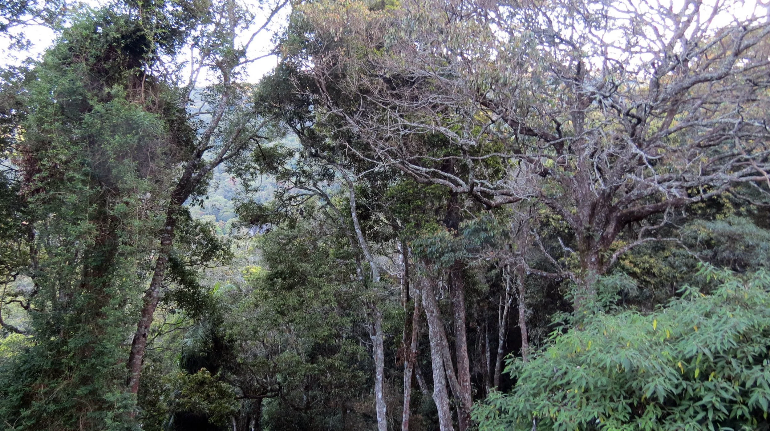 PAMPADUM SHOLA NATIONAL PARK INDIA - VATTAVADA (24).JPG