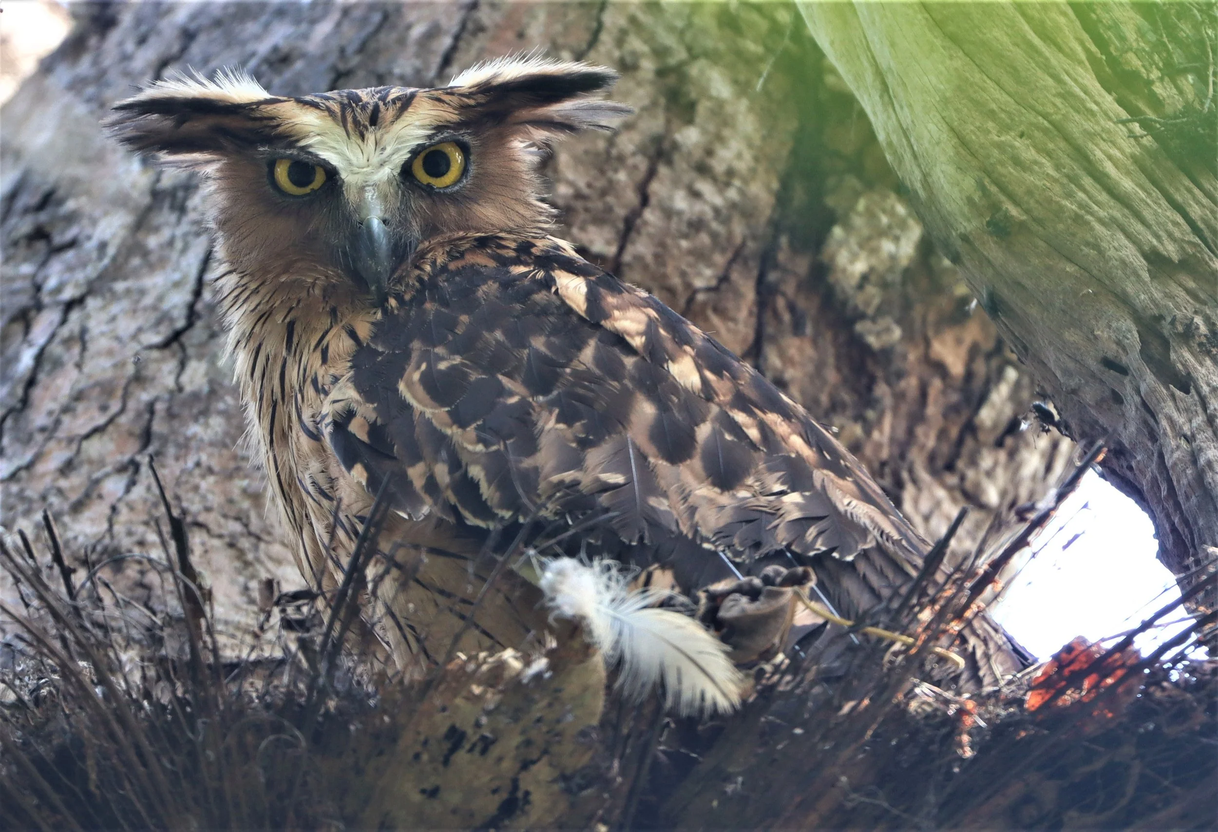 Buffy Fish Owl (Ketupa ketupu)