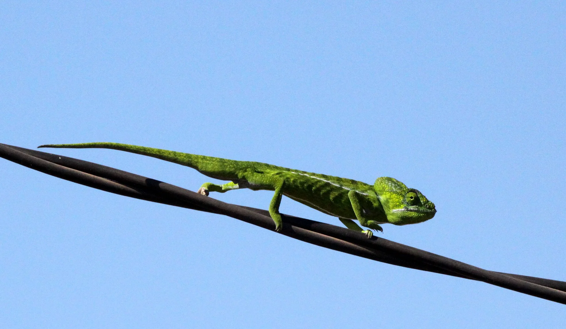 Furcifer lateralis - CARPET CHAMELEON - KIRINDY NATIONAL PARK - MADAGASCAR (2).JPG