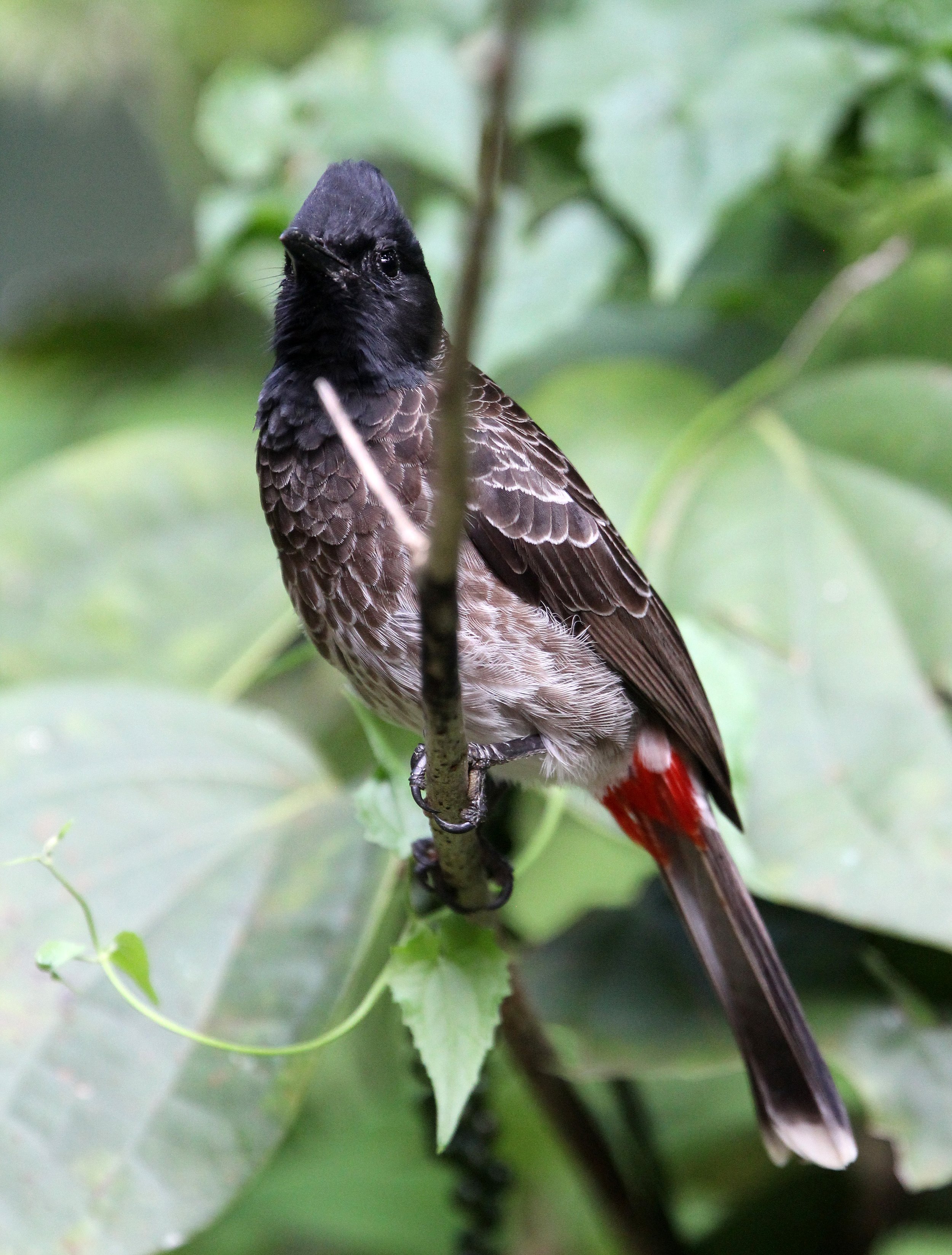 BULBUL - RED-VENTED BULBUL - Pycnonotus cafer - KITULGALA NATIONAL FOREST RESERVE SRI LANKA (12).JPG