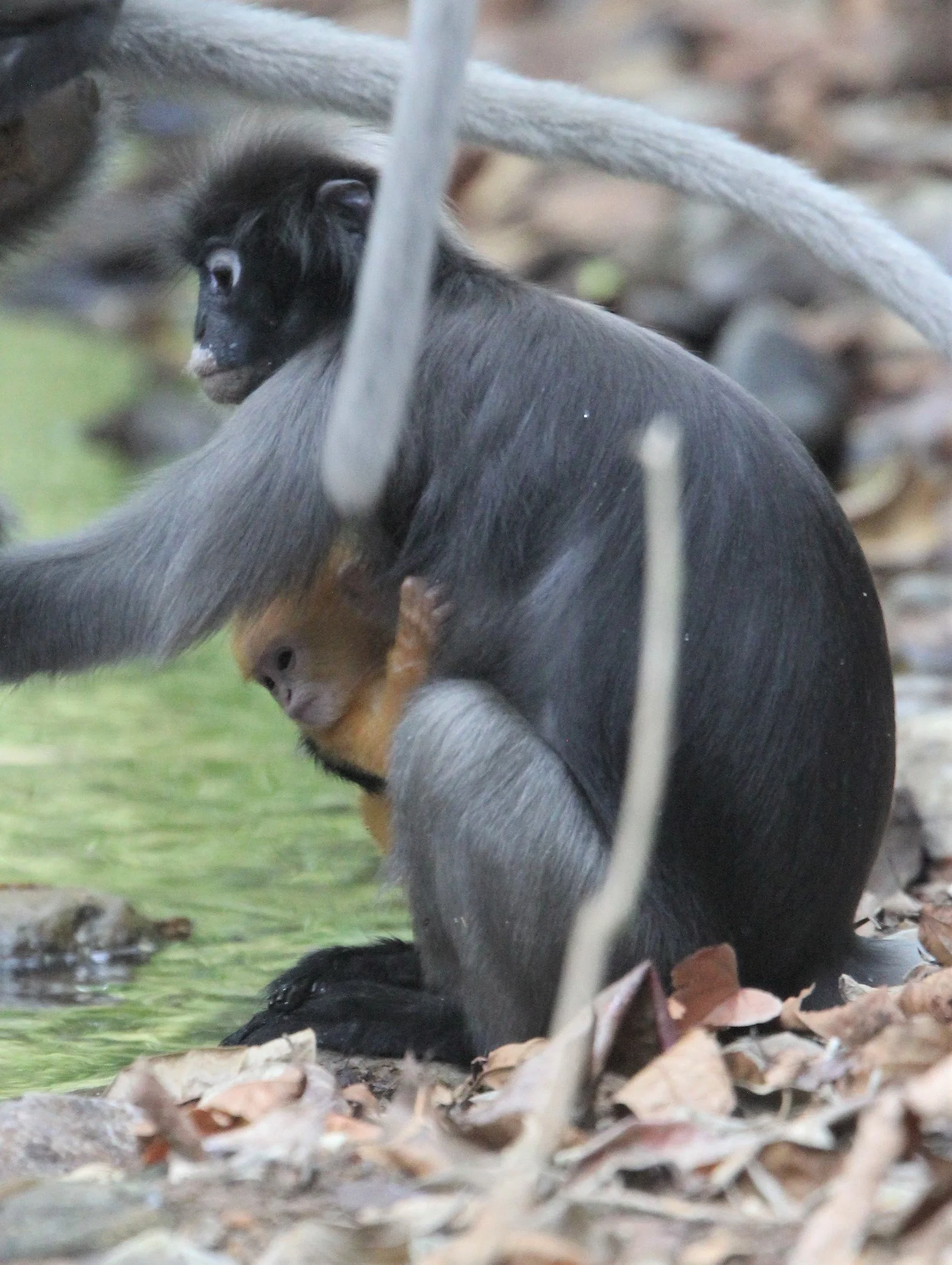 CERCOPITHECIDAE - Trachypithecus obscurus flavicauda - BLOND-TAILED (DUSKY) LANGUR - KAENG KRACHAN NP INFANT (51).jpg