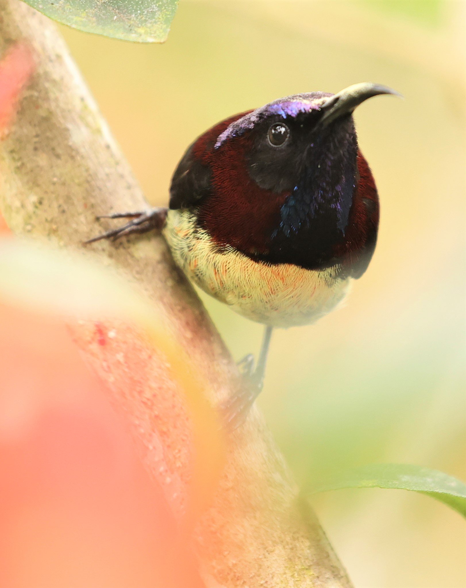 SUNBIRD - BLACK-THROATED SUNBIRD - Aethopyga saturata - DOI INTHANON NP CHIANG MAI, DEC 2021 (7).jpg
