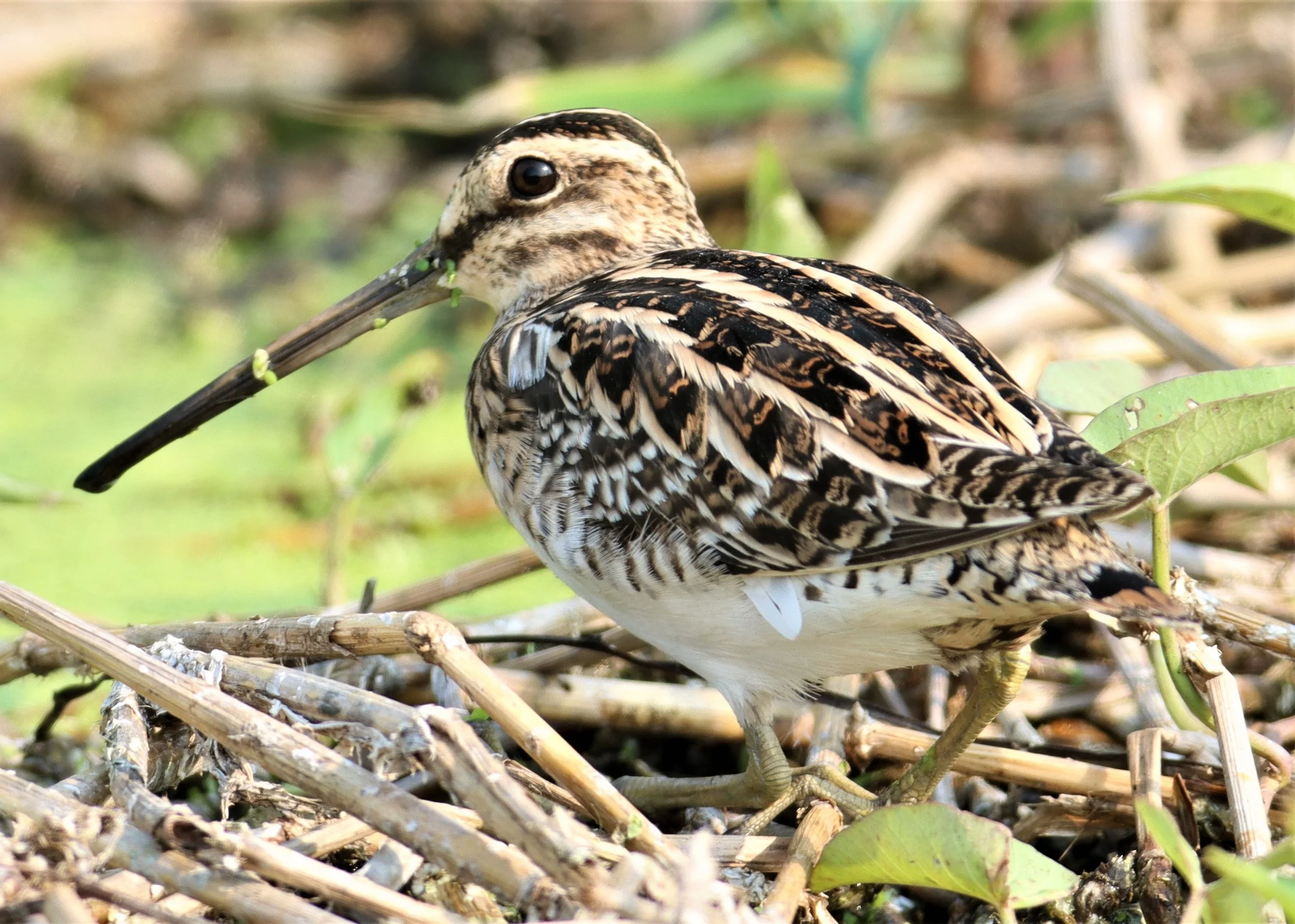 SNIPE - COMMON SNIPE - Gallinago gallinago - LAT KRABANG WETLANDS NEAR BKK (31).jpg