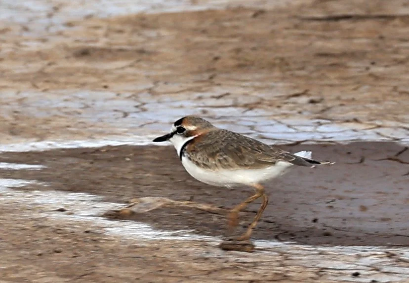 Collared Plover (Anarhynchus collaris) Chaco Lodge & Laguna Salada Paraguay (1).jpg