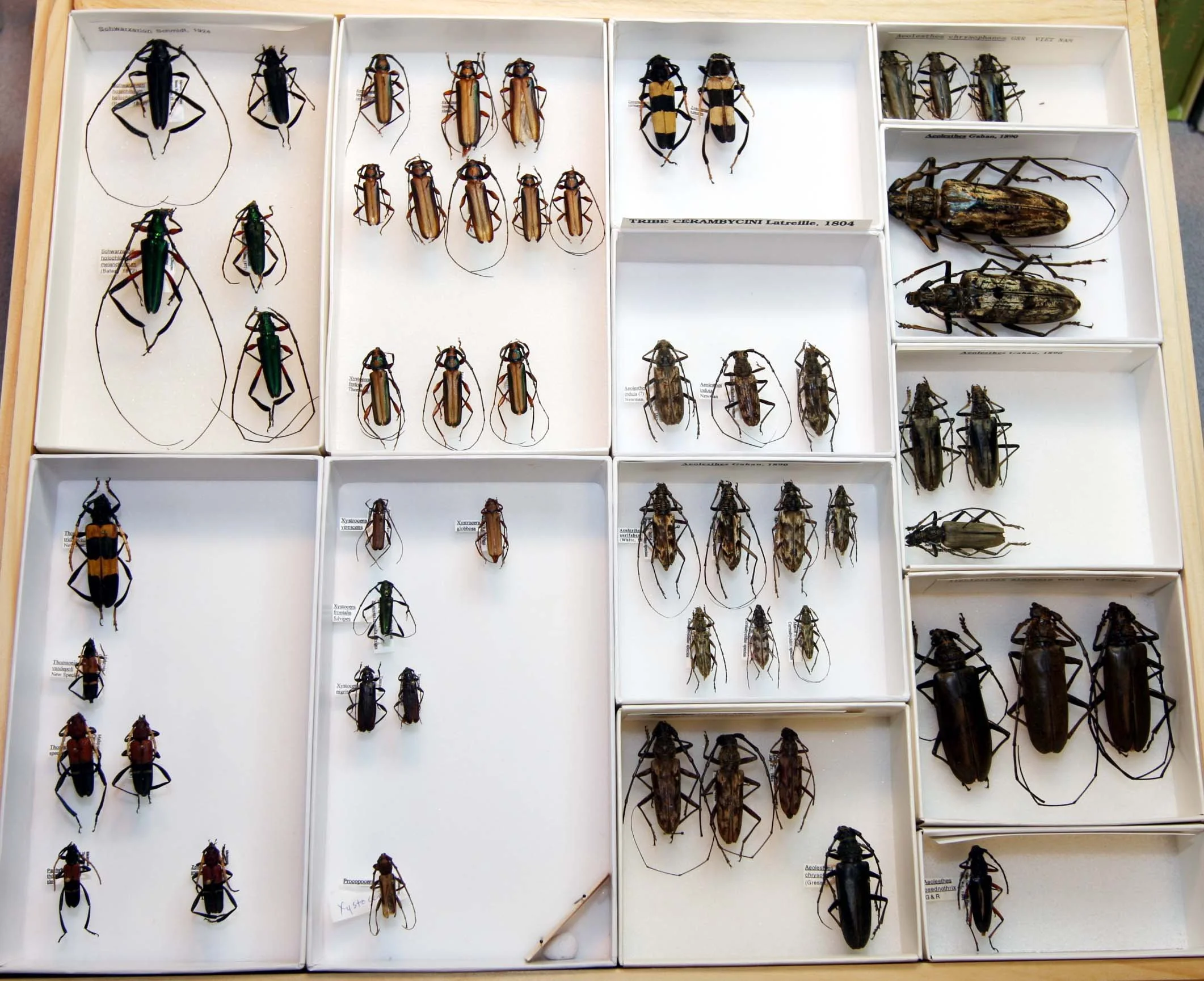 8 Cerambycinae - Callichromatini - Cerambycini.JPG