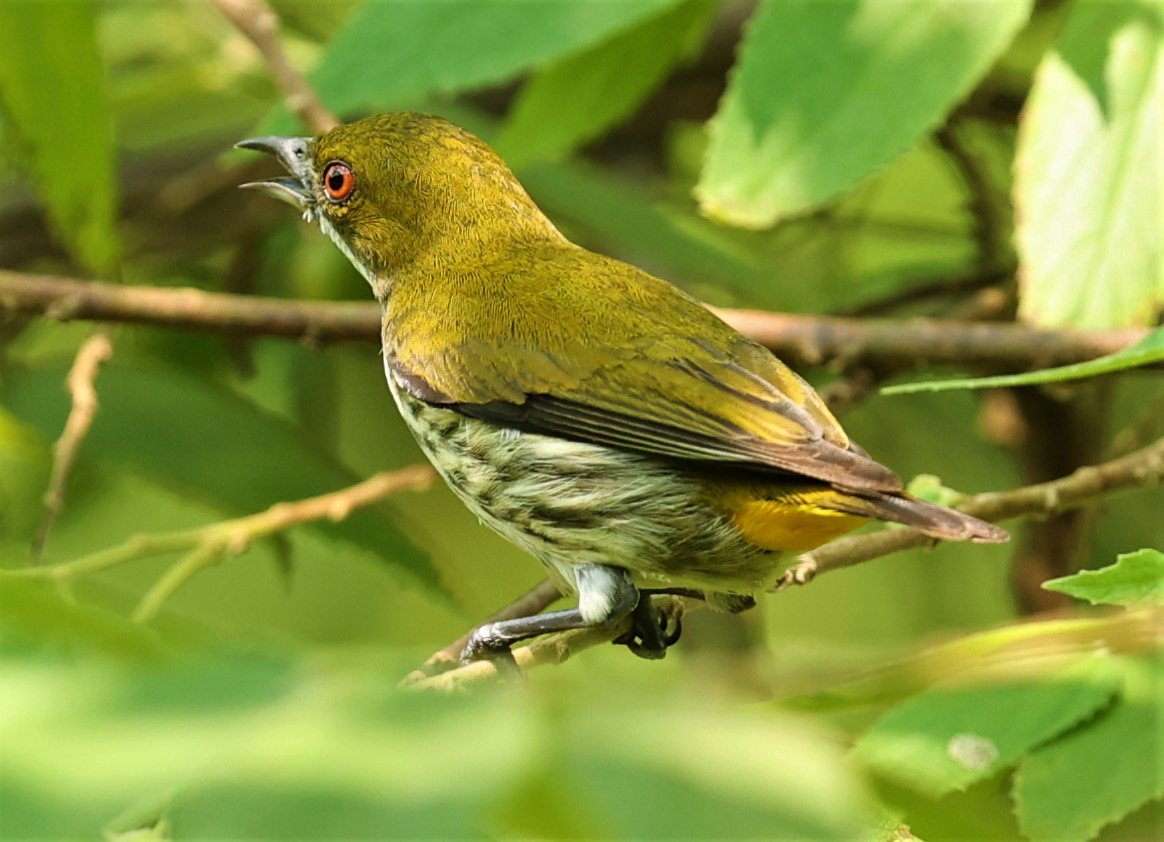 FLOWERPECKER - YELLOW-VENTED FLOWERPECKER - Dicaeum chrysorrheum - KRUNG CHING, KHAO LUANG NP NST, APRIL 2022 (26).jpg