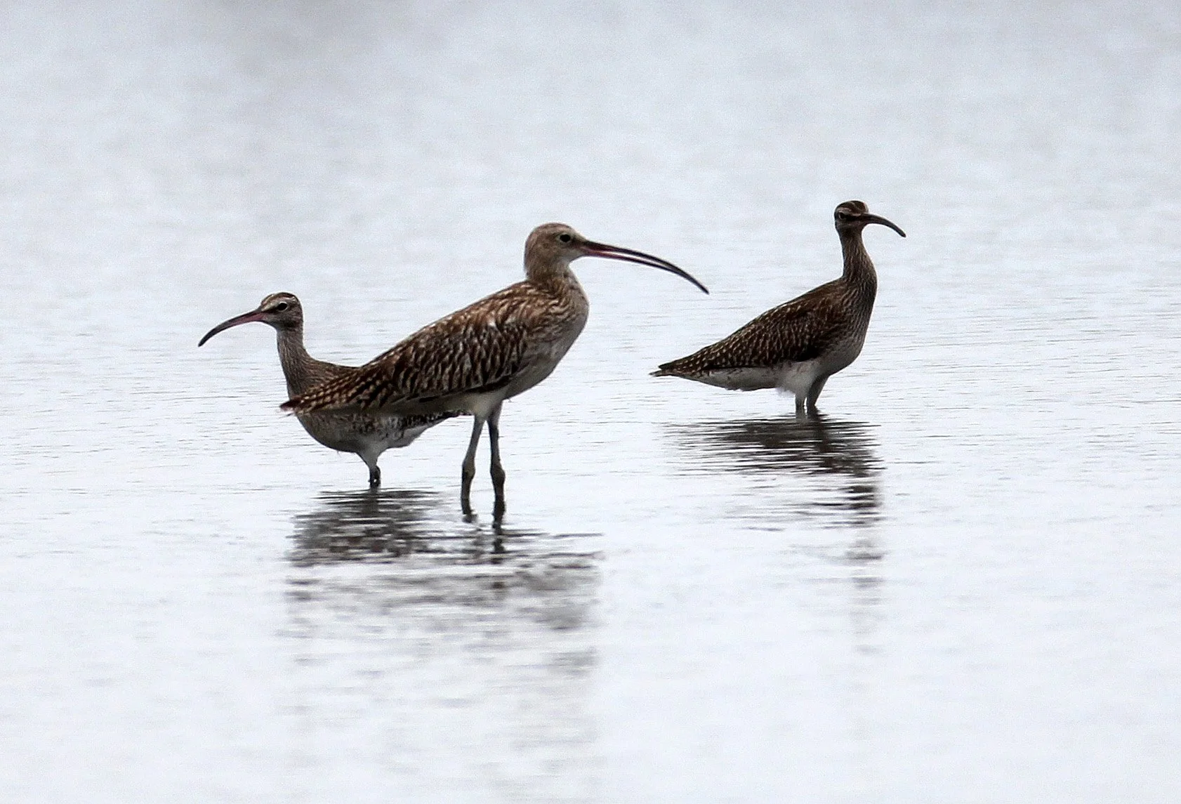 WHIMBREL - Numenius phaeopus - MIXED FLOCK EURASIAN CURLEW - Numenius arquata - PAK THALE THAILAND (84).JPG