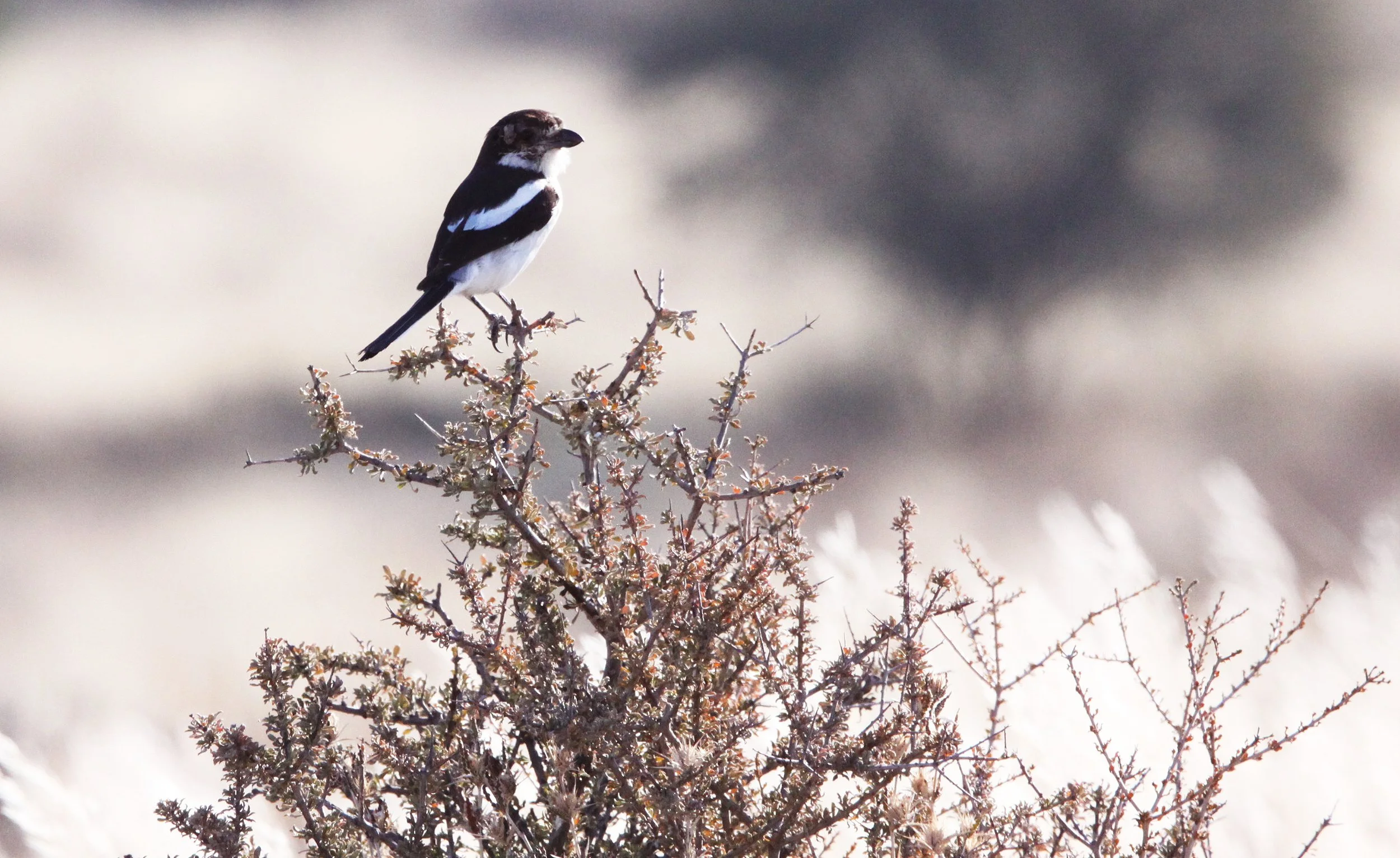 Common Fiscal Shrike (Lanius collaris) Kgalagadi NP South Africa (3).JPG