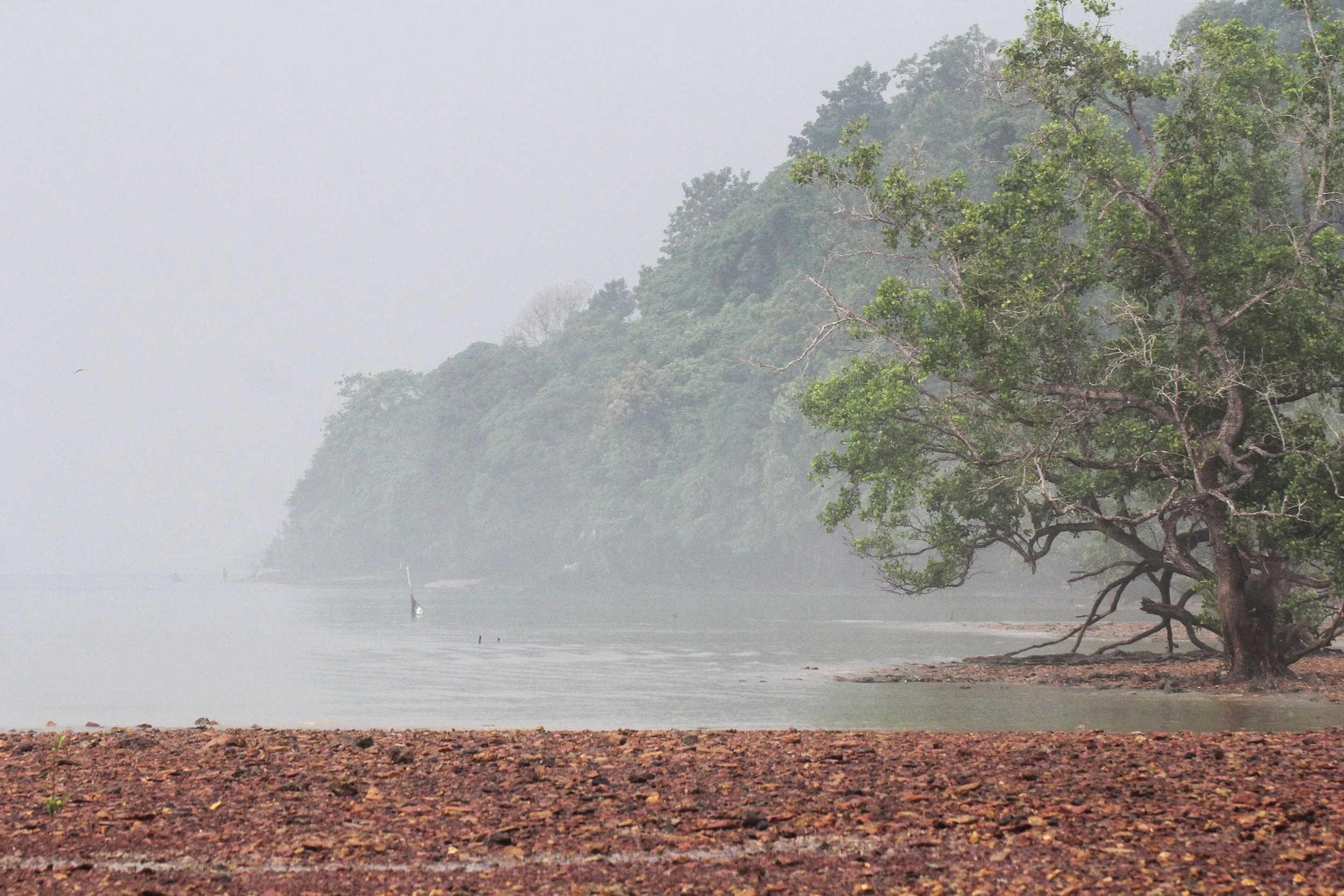 2016 Koh Lanta TheOtherSideVillas - Nature at our Home (59).JPG