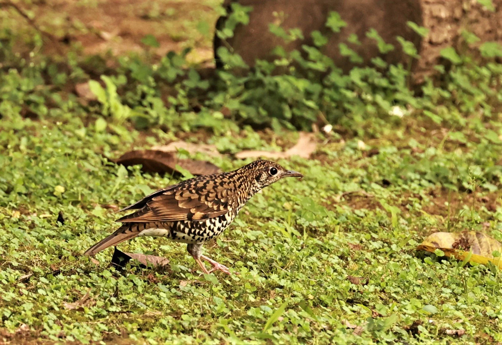 Scaly Thrush (Zoothera dauma) Doi Ang Kang Chiang Mai (30).jpg