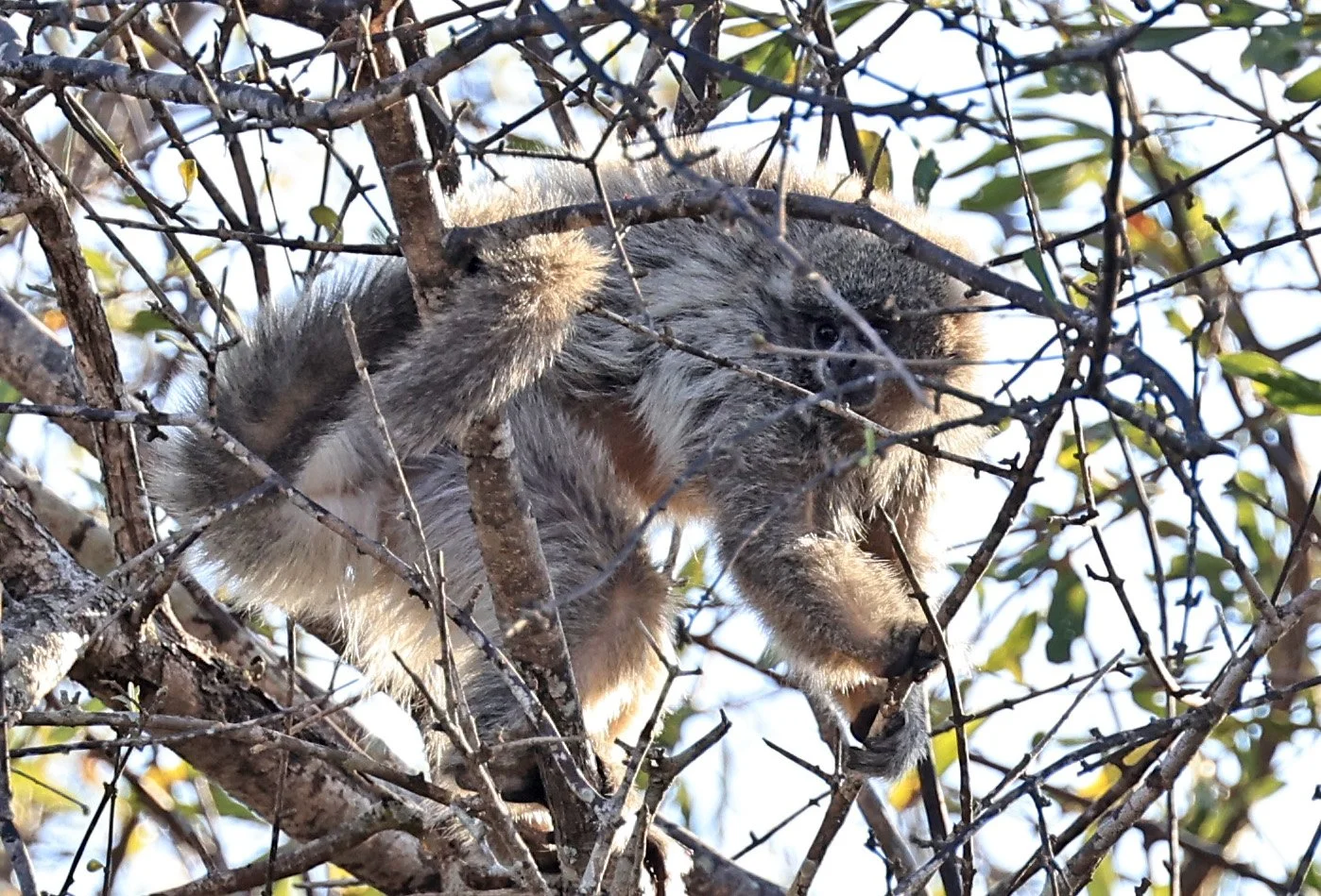 Chacoan or White-coated Titi (Callicebus pallescens) Agua Dulce Paraguay (1).jpg