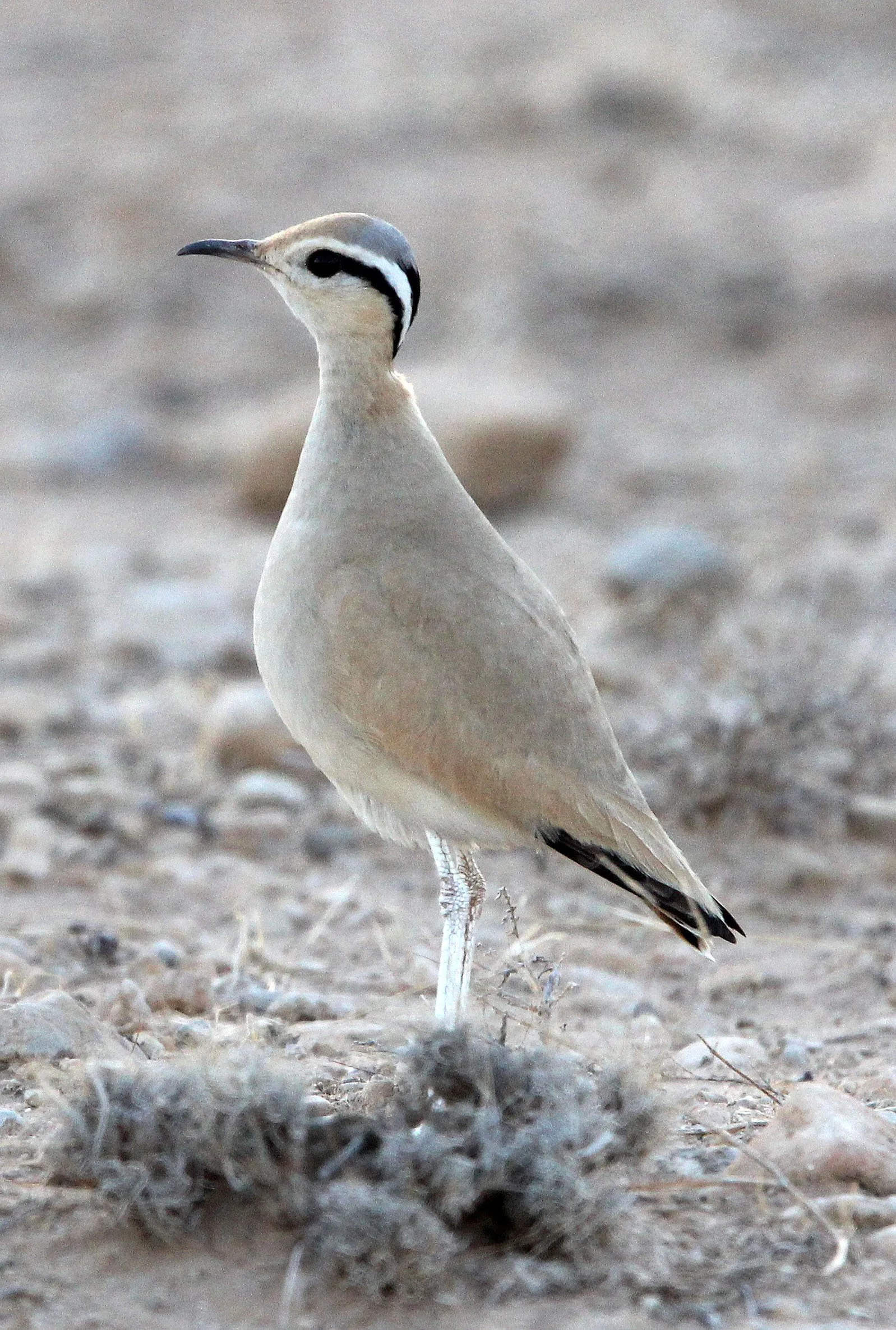 COURSER - CREAM-COLORED COURSER - Cursorius cursor - BOUHEDMA NATIONAL PARK TUNISIA (2).JPG