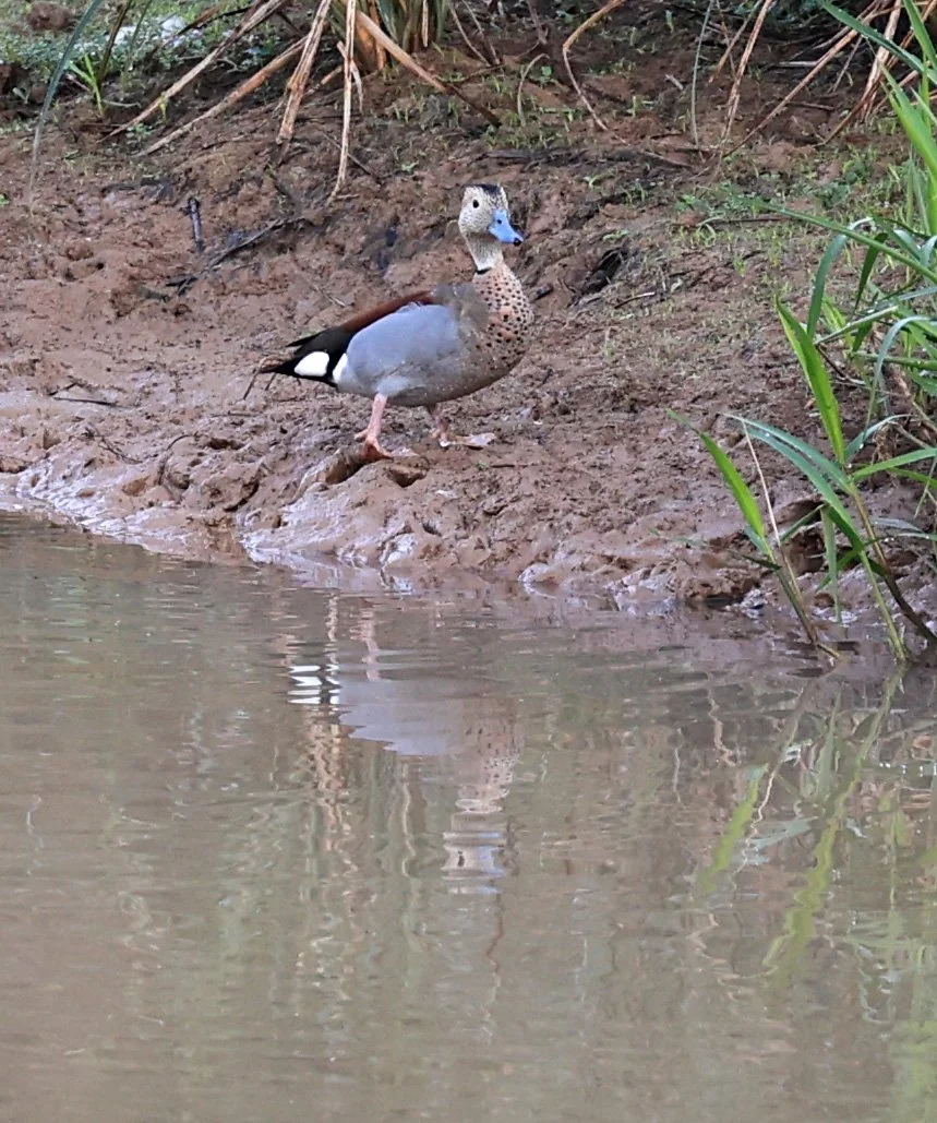 Ringed Teal (Callonetta leucophrys) Hotel Iparoma Campestre Paraguay (19).jpg