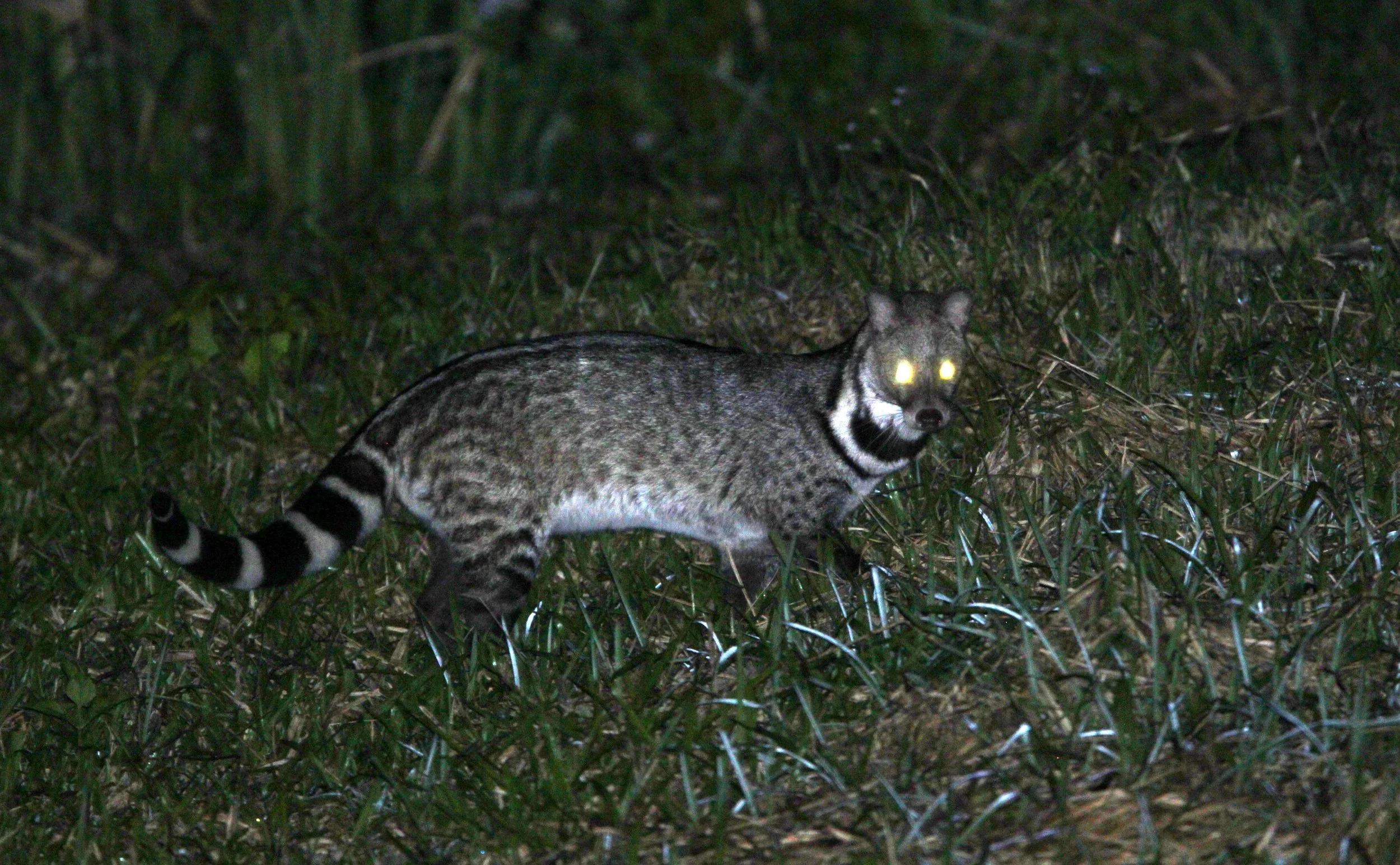 The Large Indian Civet (Viverra zibetha) is one of the most distinctive and sizable Viverrids found in Khao Yai National Park. Known for its striking coat and nocturnal habits, it plays a key role in the park's complex ecosystem.