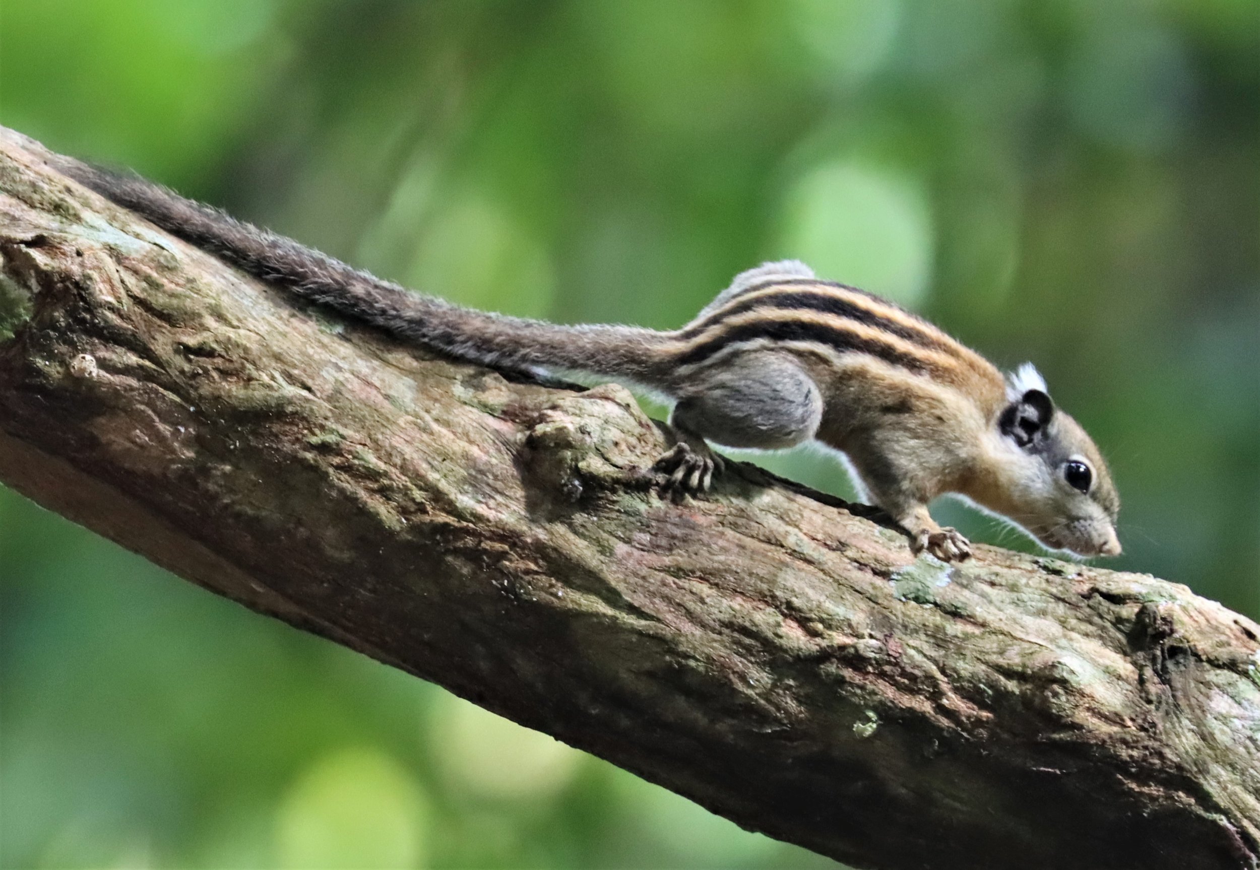 Tamiops rodolphii - CAMBODIAN STRIPED SQUIRREL - WAT THAM PRATHUN CHONBURI (2).jpg