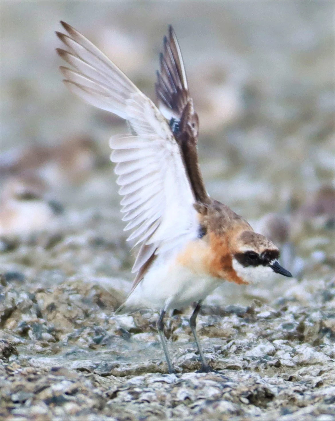 PLOVER - LESSER SAND PLOVER - Charadrius mongolus - Salt pans west of Bang Pakong River (29).jpg