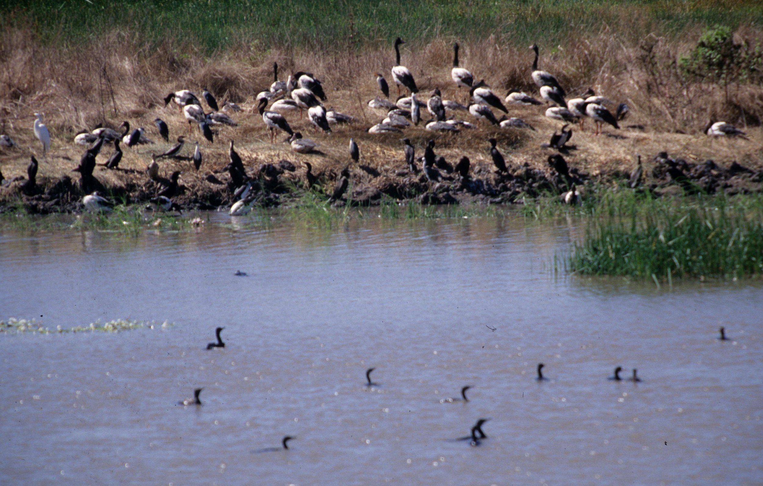 BIRD - GOOSE - MAGPIE GOOSE - KAKADU NP D.jpg