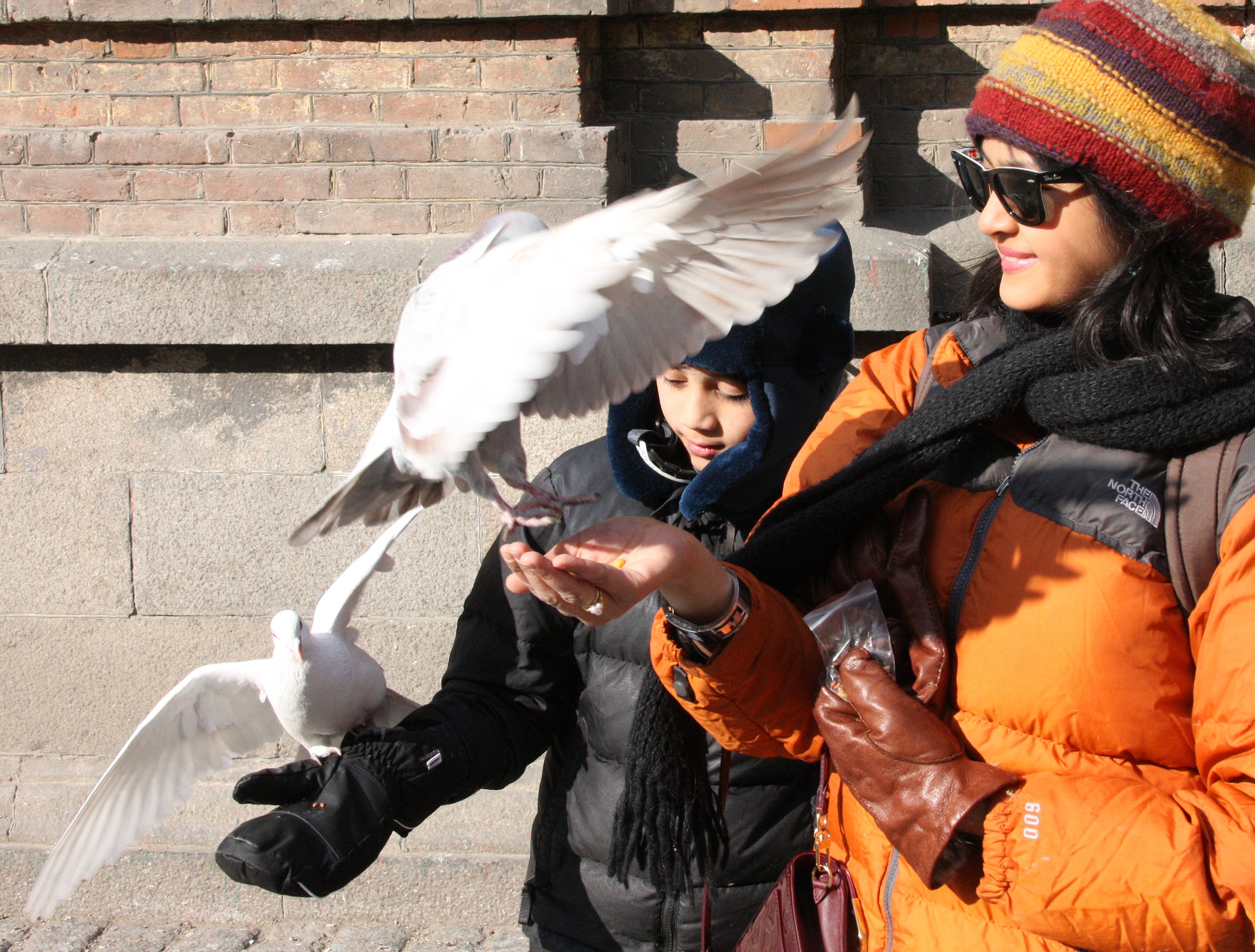 BIRD - PIGEON - HARBIN SAINT SOPHIA'S CATHEDRAL CHINA (42).JPG
