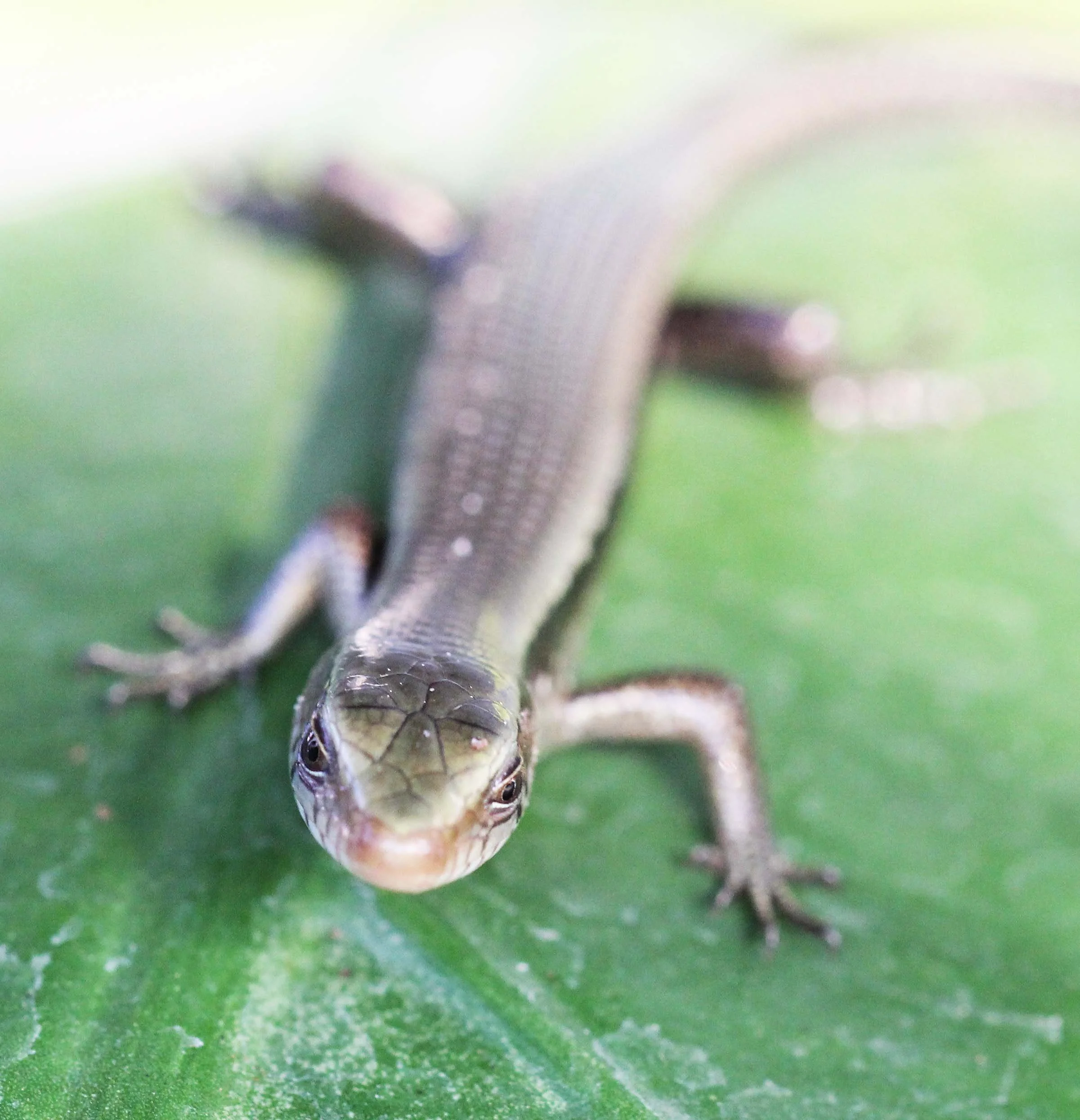 2013 Nonthaburi Setthasiri House and Nonthaburi Neighborhood (197).JPG