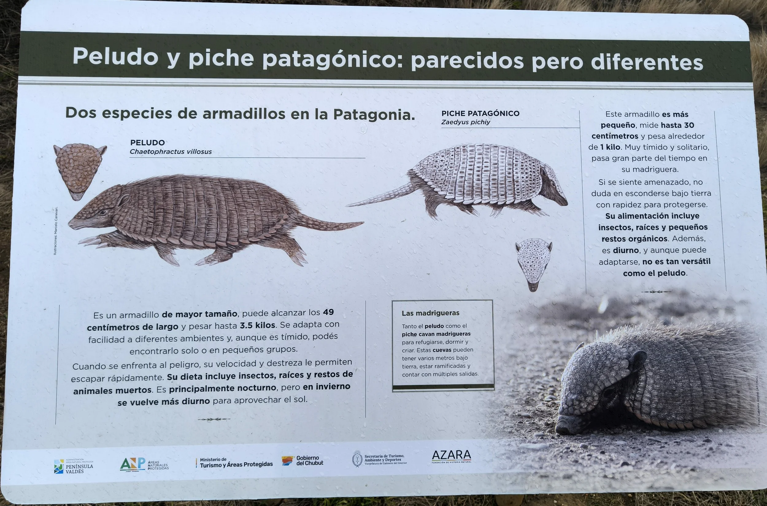 Valdes Peninsula, Chubut Province, Argentina (28).jpg