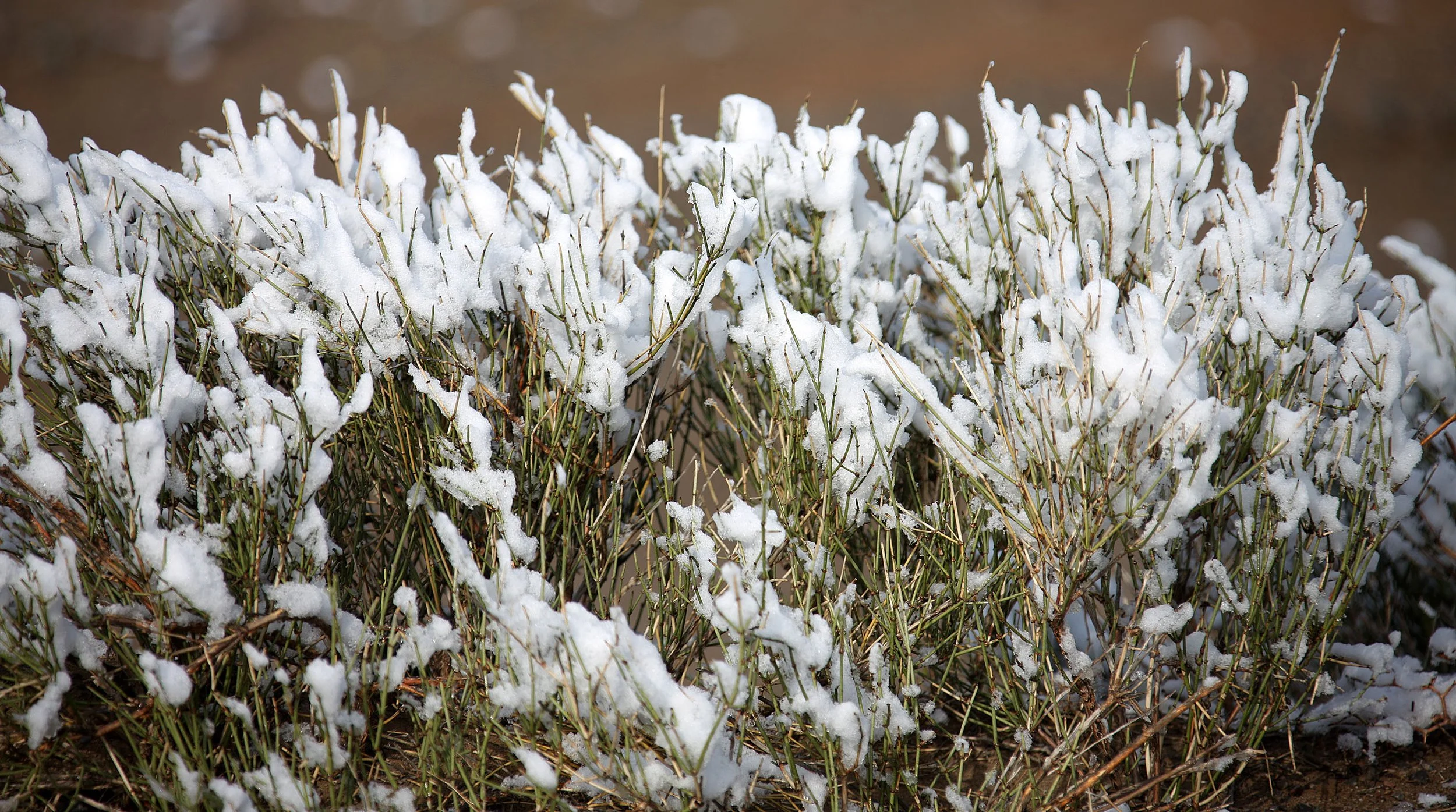 KARAMORI NATIONAL NATURE RESERVE - XINJIANG CHINA (32).JPG