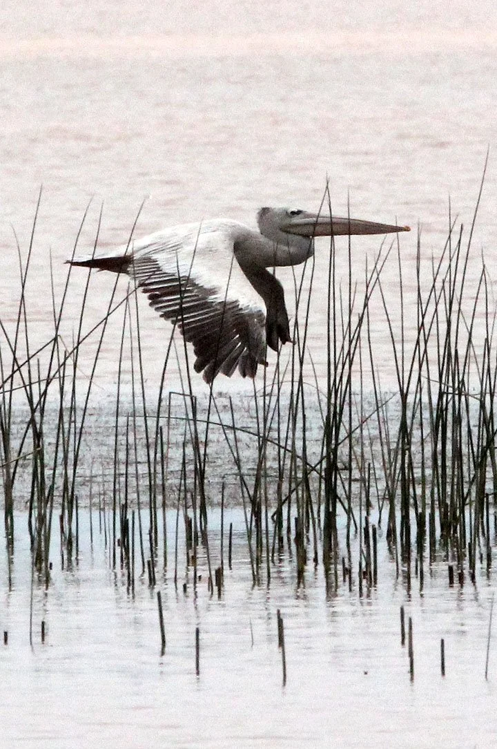 Pelecanus rufescens - PINK-BACKED PELICAN - LANGANO LAKE ETHIOPIA (14).JPG