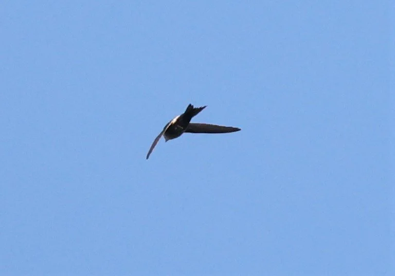 Cook's Swift (Apus cooki) Doi Ang Khang Chiang Mai (1).JPG
