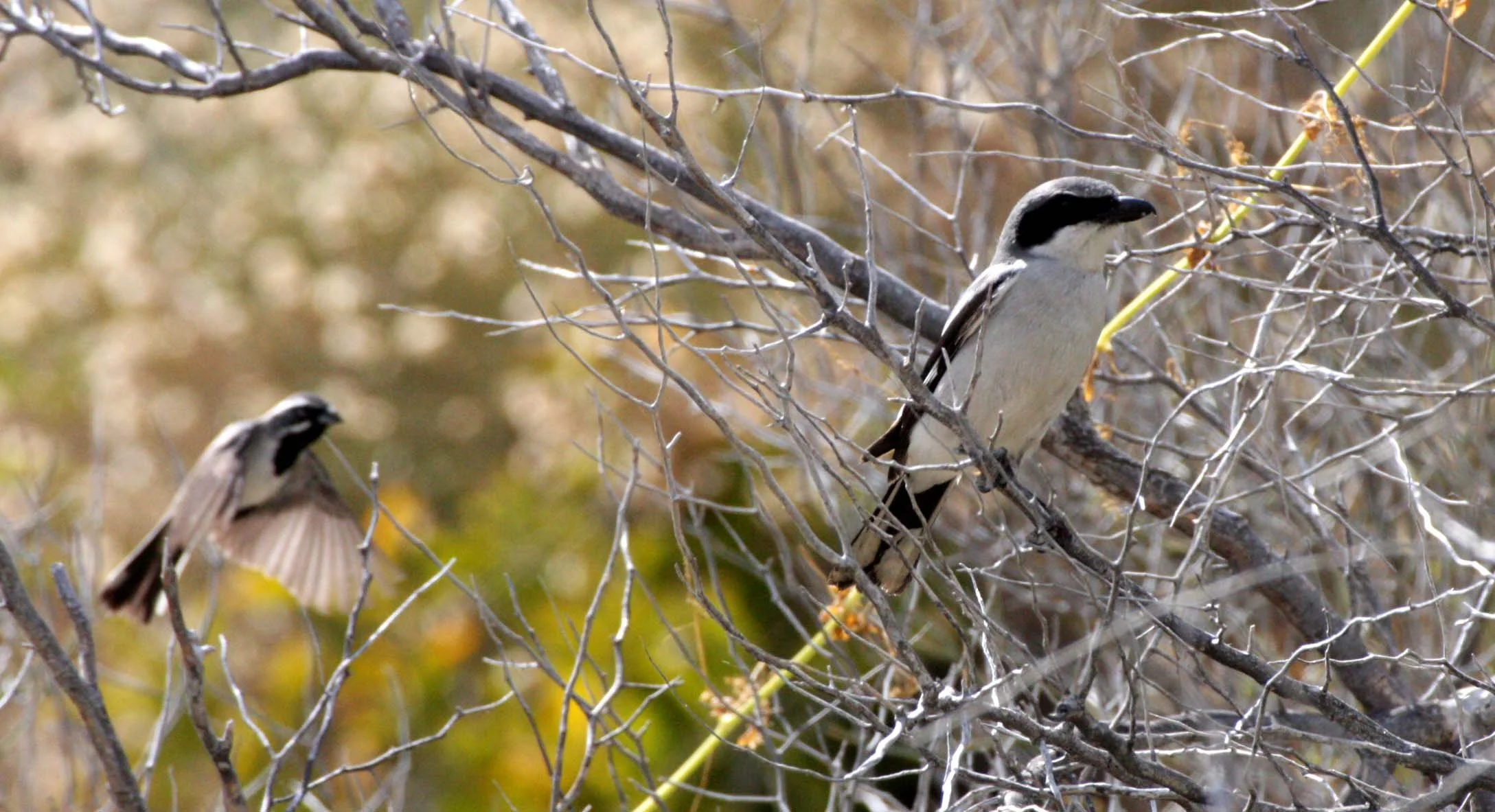 Loggerhead Shrike (Lanius ludovicianus) Isla Catalina Baja Mexico (14).JPG