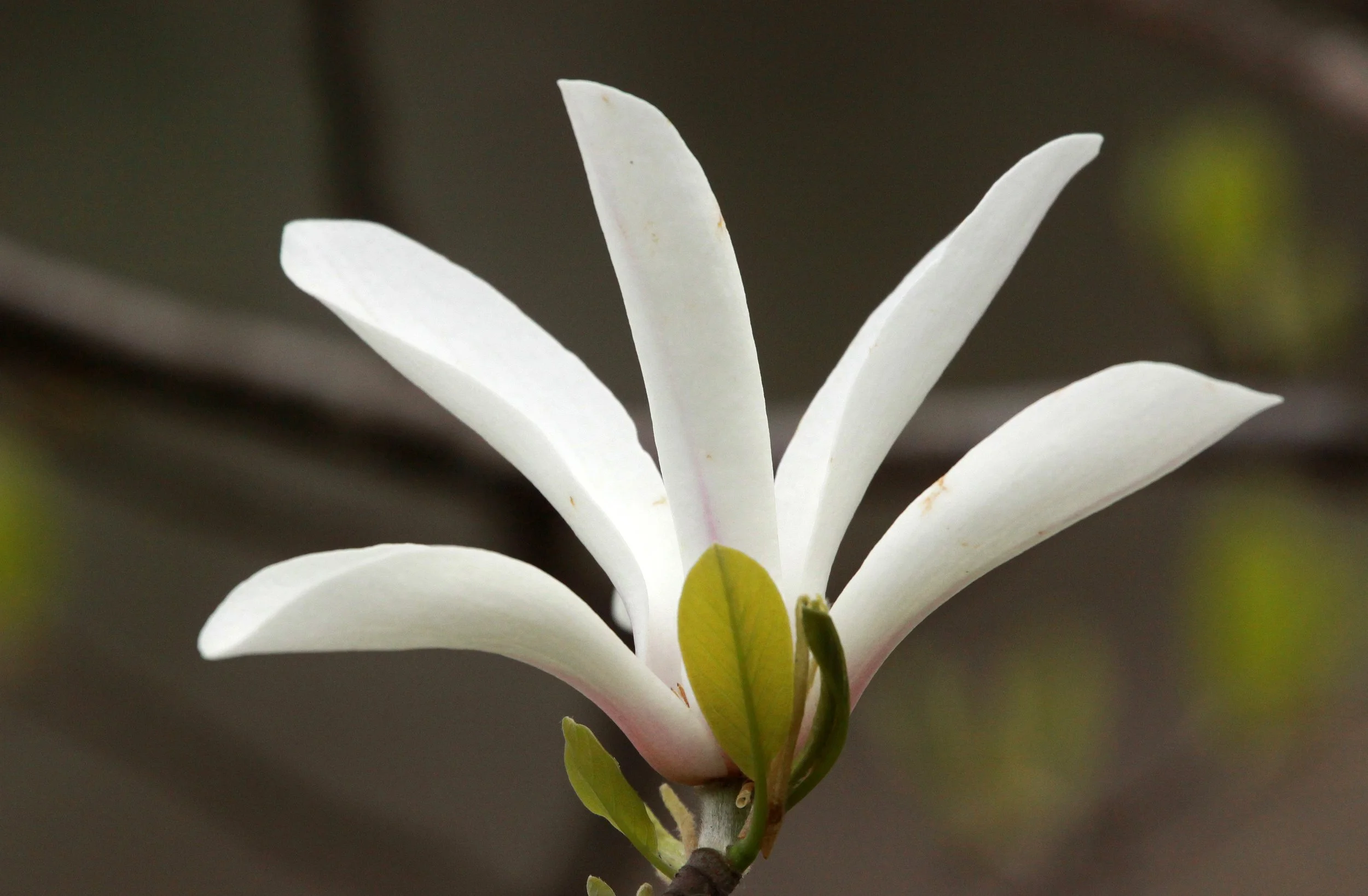 HUANGSHAN NATIONAL PARK - ANHUI PROVINCE CHINA (64).JPG