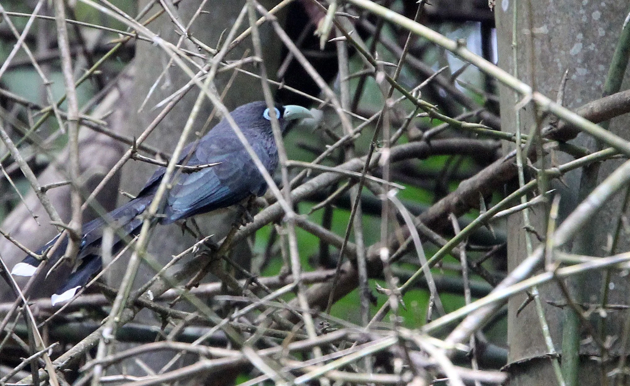 Blue-faced Malkoha (Phaenicophaeus viridirostris) Indira Gandhi Topslip NP Tamil Nadu India (1).JPG