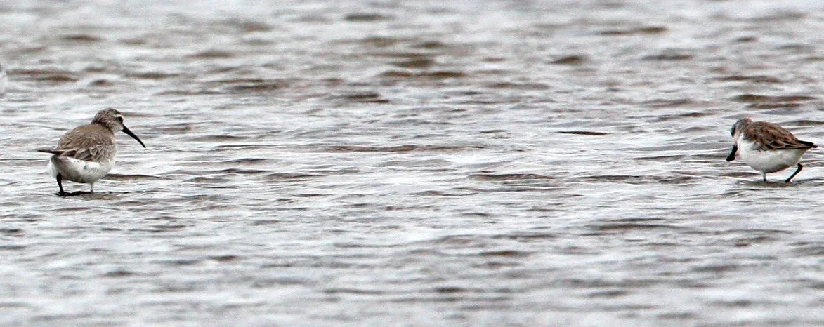 SANDPIPER - SPOON-BILLED SANDPIPER - Calidris pygmeus - PAK THALE PETCHABURI PROVINCE THAILAND (69).JPG