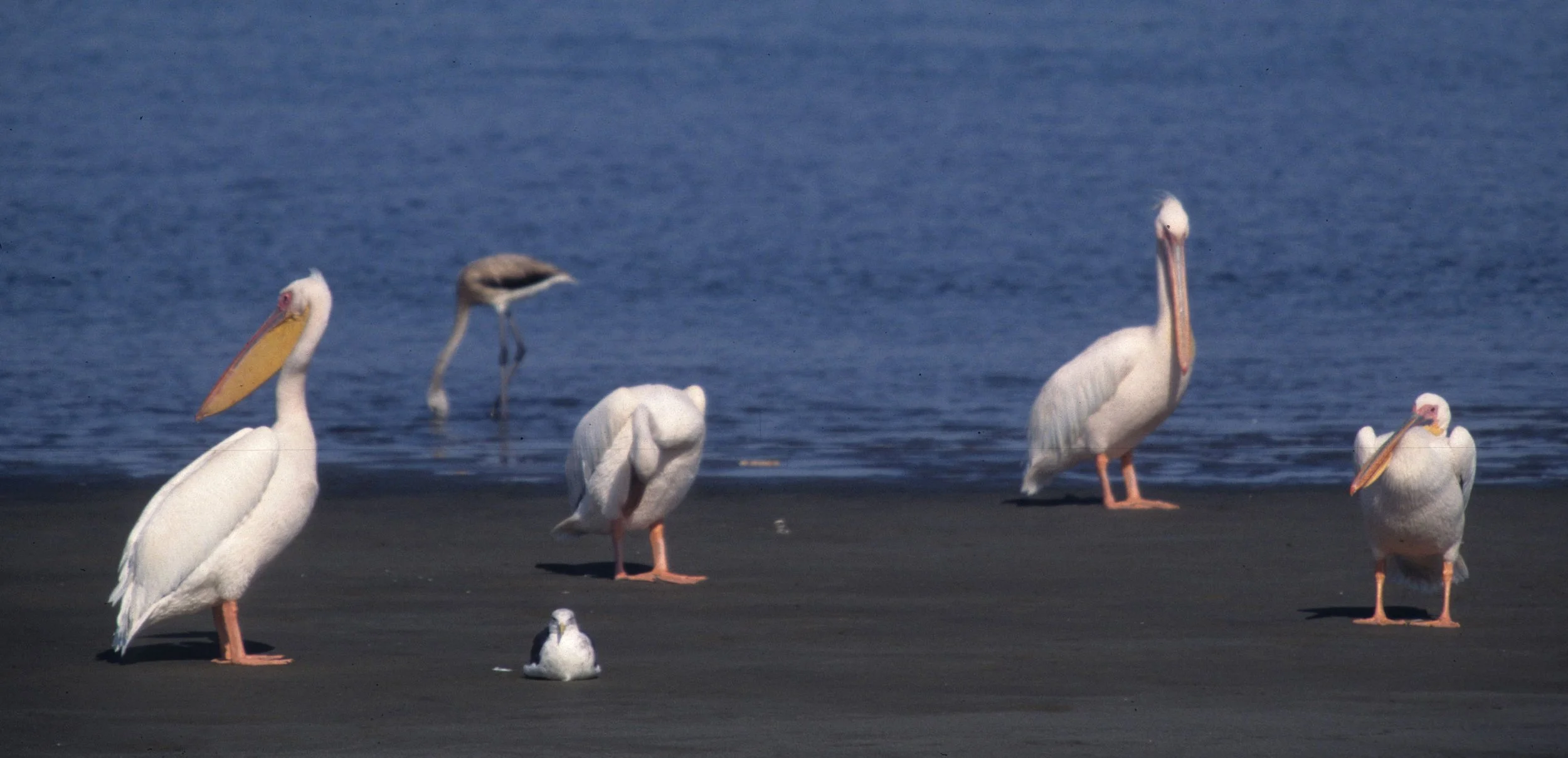 BIRDS - PELICAN - WHITE - NAMIBIA 7.jpg