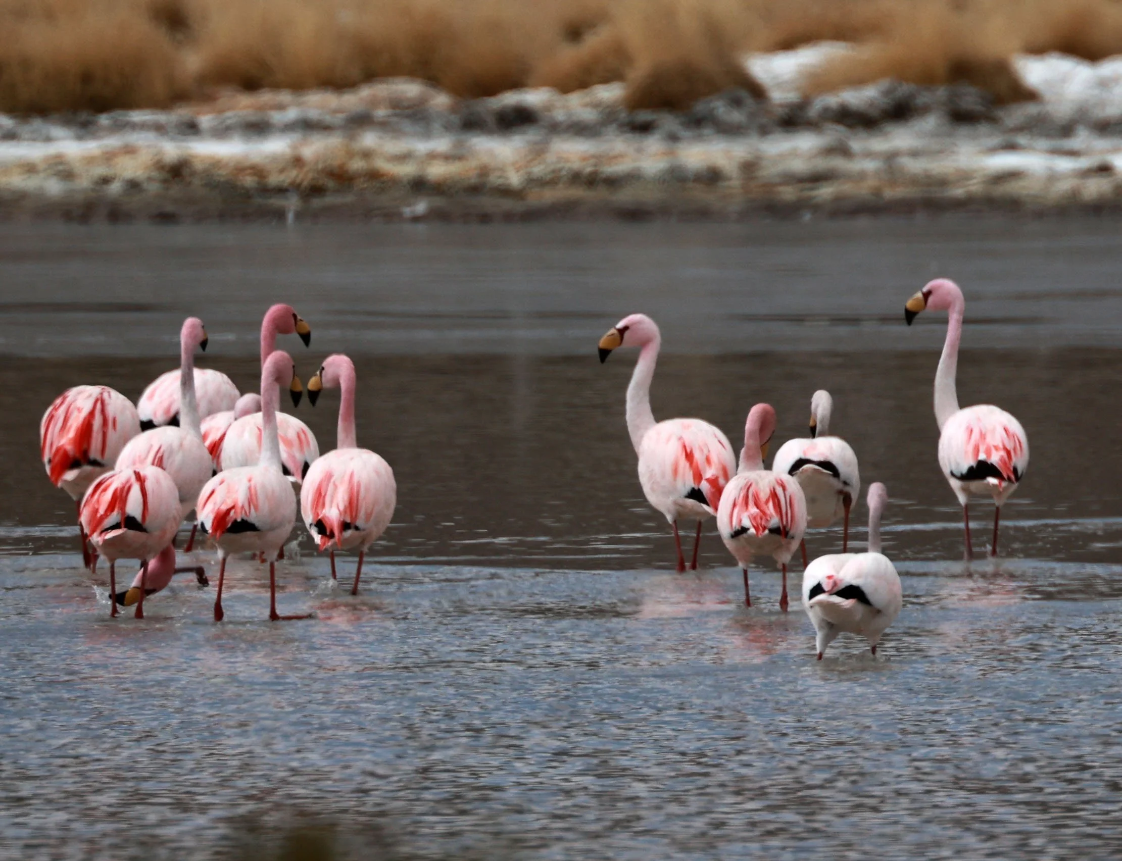 Flamingo - James's Flamingo - Phoenicoparrus jamesi - mixed with Andean flamingo - Phoenicoparrus andinus -  Lauca Nationa (13).jpg