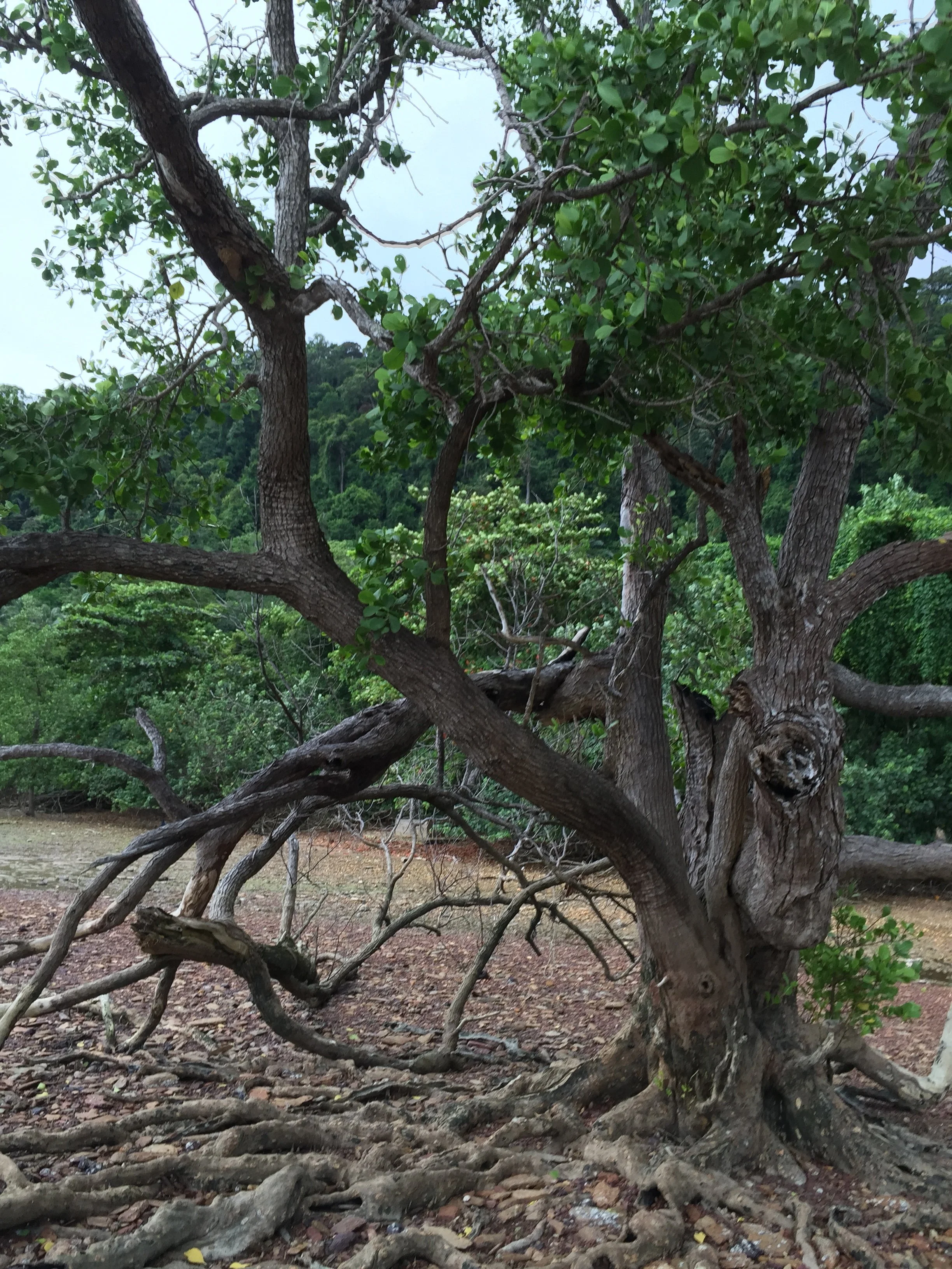 2015 Koh Lanta Garden & Nature (223).jpg