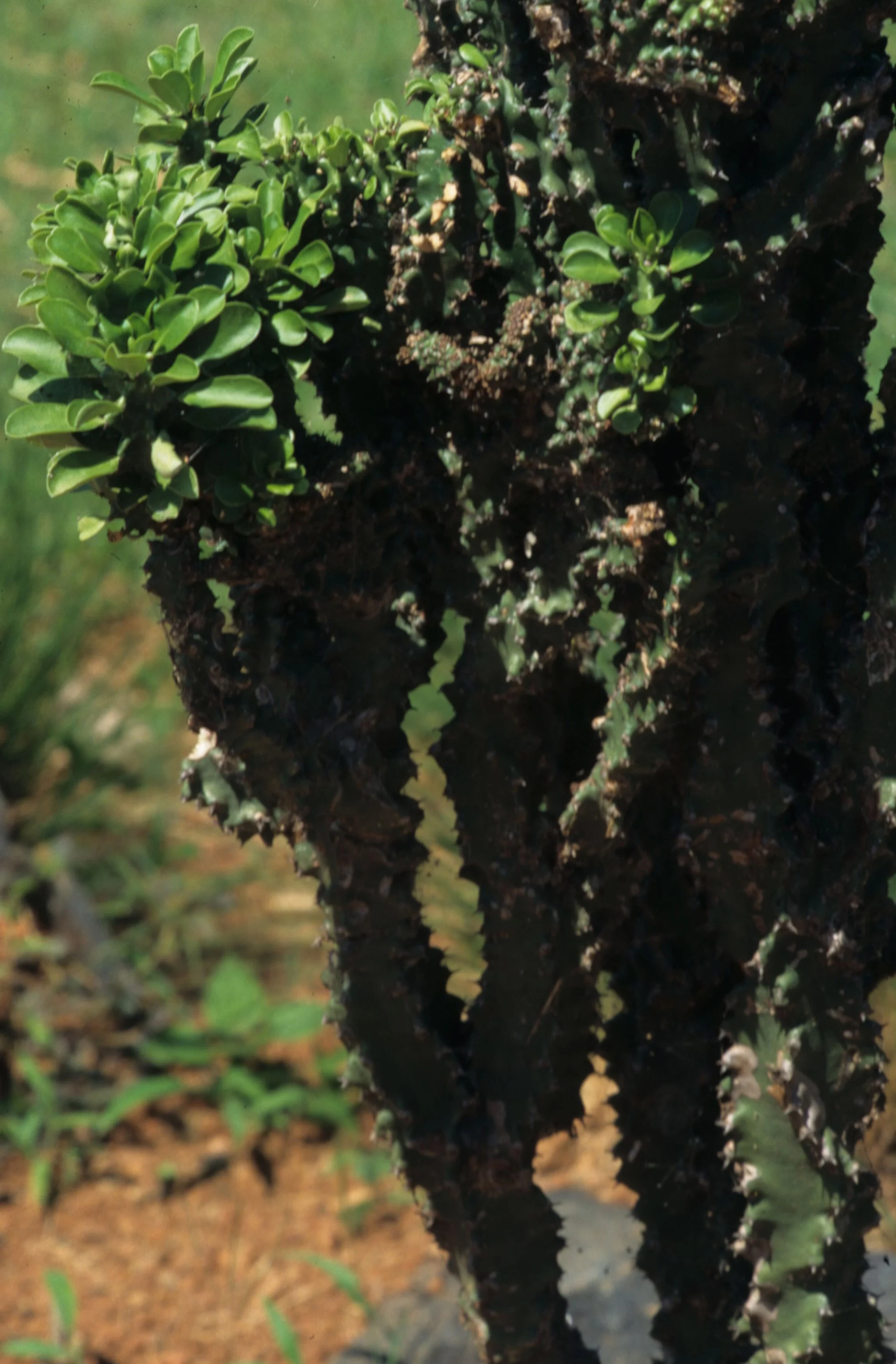 KENYA - PLANT - EUPHORB.jpg