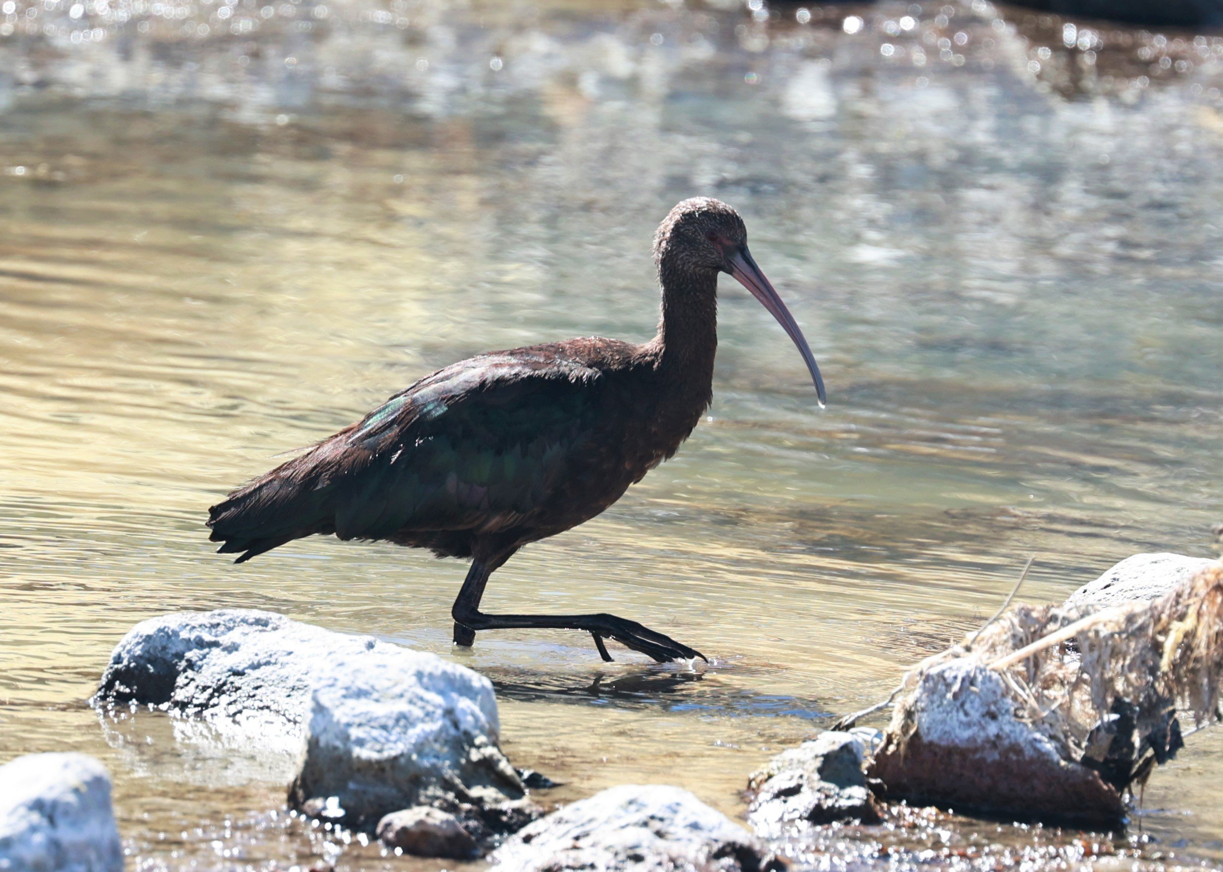 Ibis - Puna Ibis - Plegadis ridgwayi - Lauca National Park, Chile (2).jpg