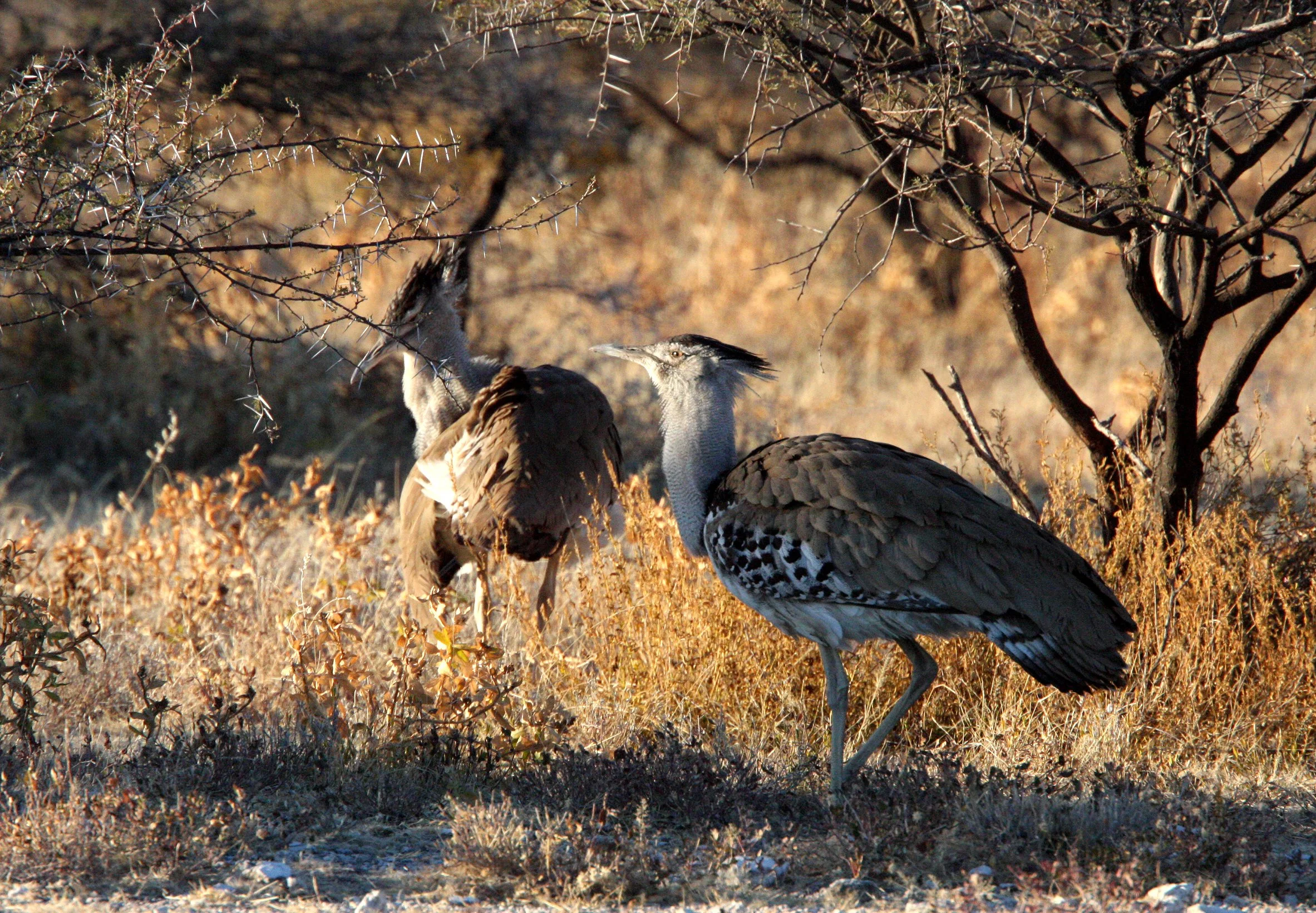 Kori bustard (Ardeotis kori) Etosha NP, Namibia (10).JPG