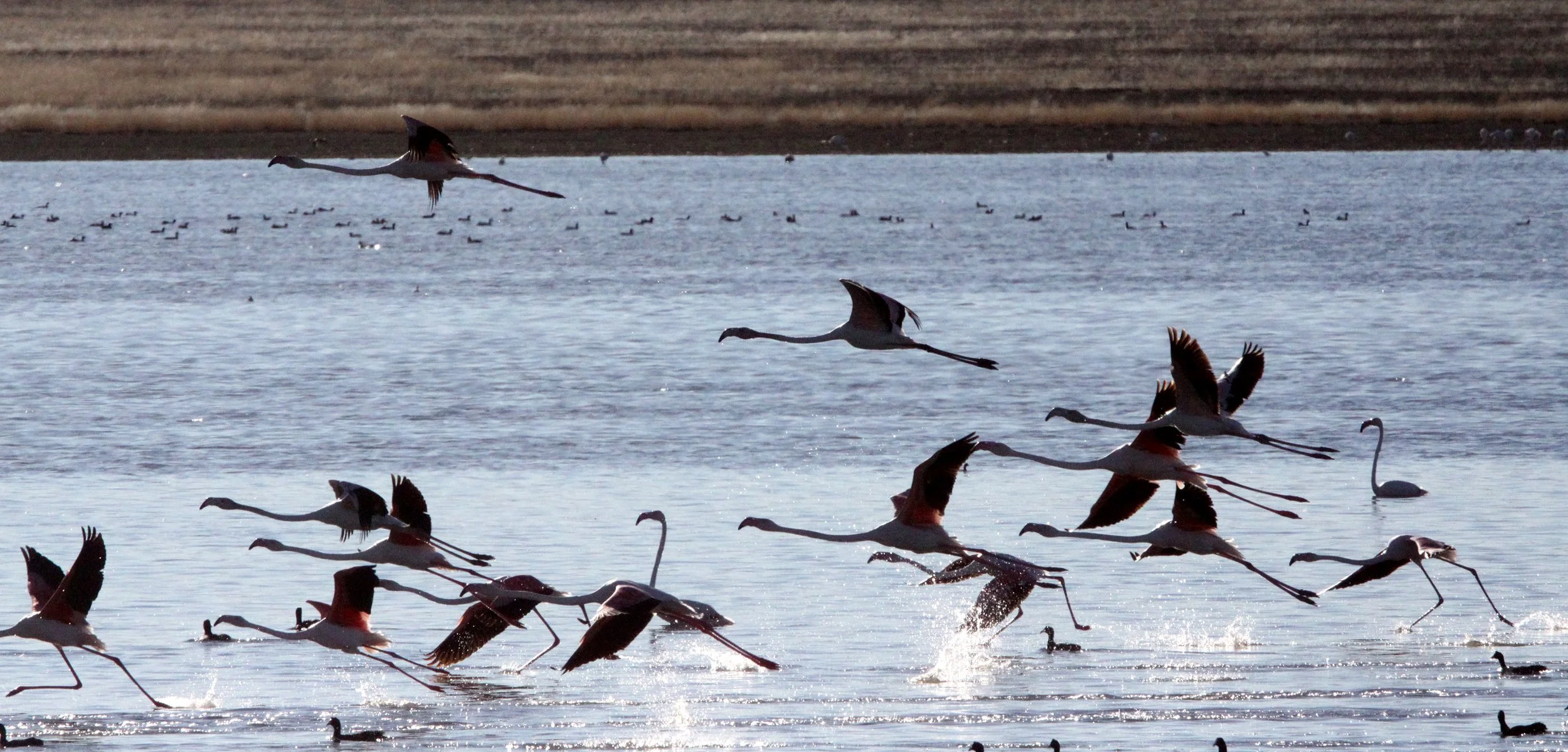 Phoenicopterus roseus - Greater Flamingo - Marrick Camp Kimberly South Africa (3).JPG