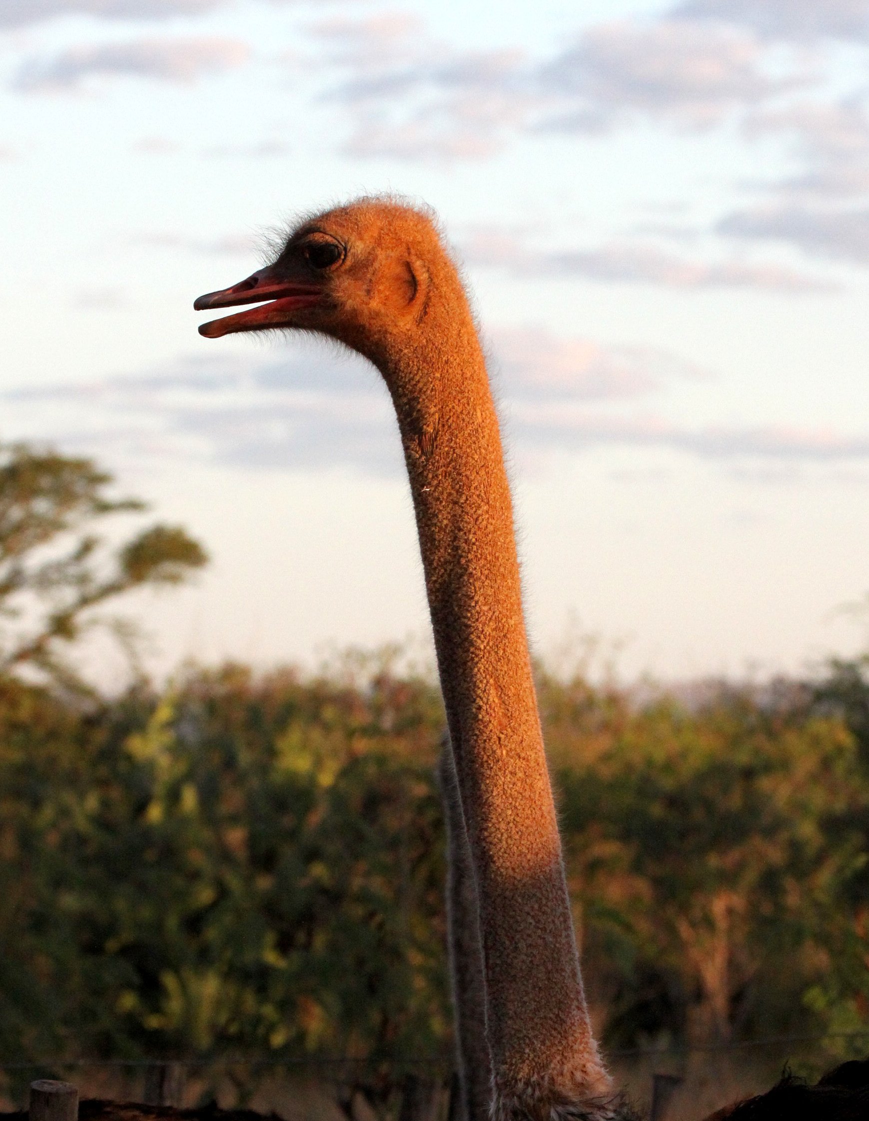 Struthio camelus australis - SOUTH AFRICAN OSTRICH - BERENTY RESERVE MADAGASCAR EGG LAYERS (1).JPG