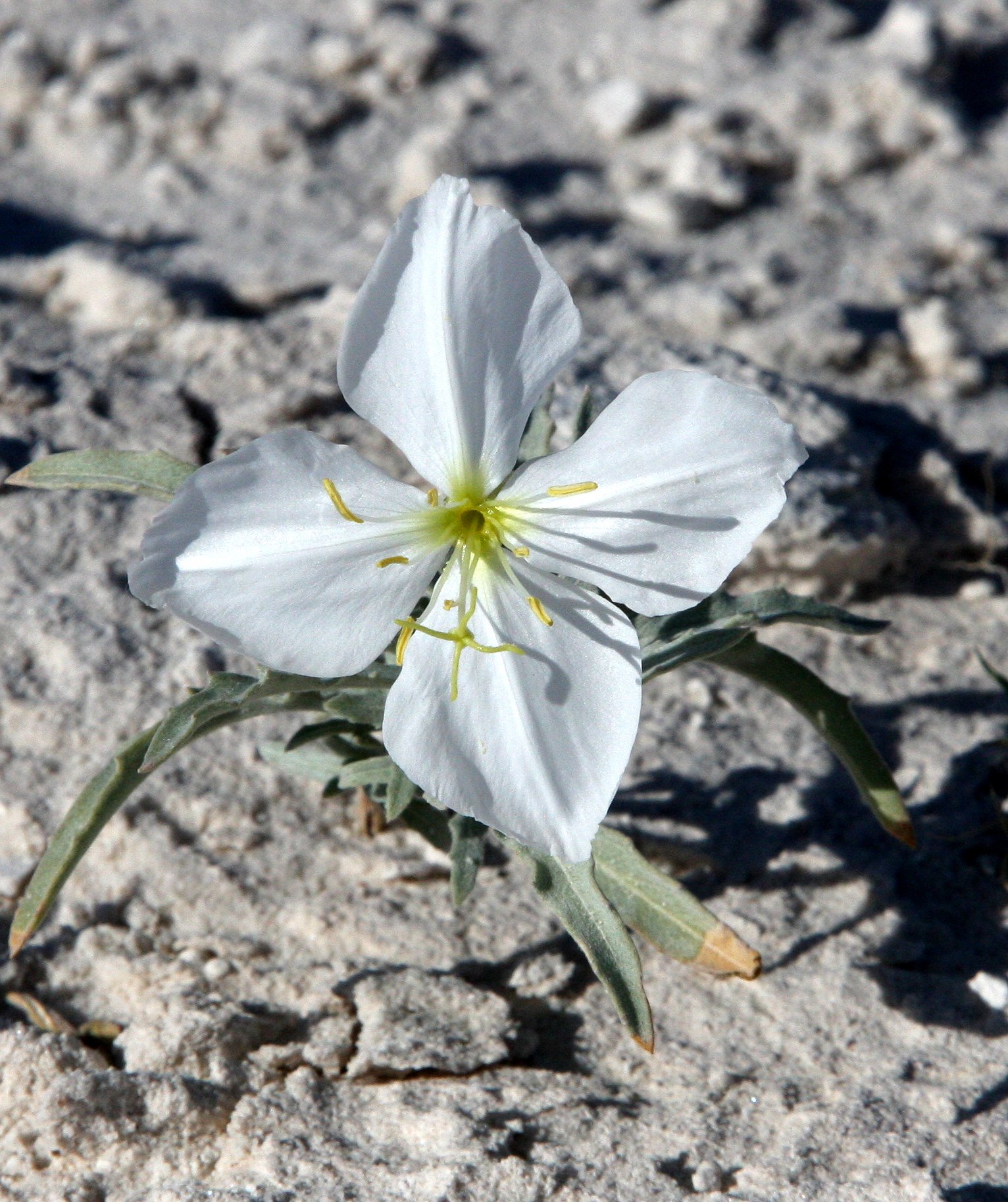 PAPAVERACEAE - Oenothera deltoides - WHITE DUNE EVENING PRIMROSE - WHITE SANDS NATIONAL MONUMENT NEW MEXICO.JPG