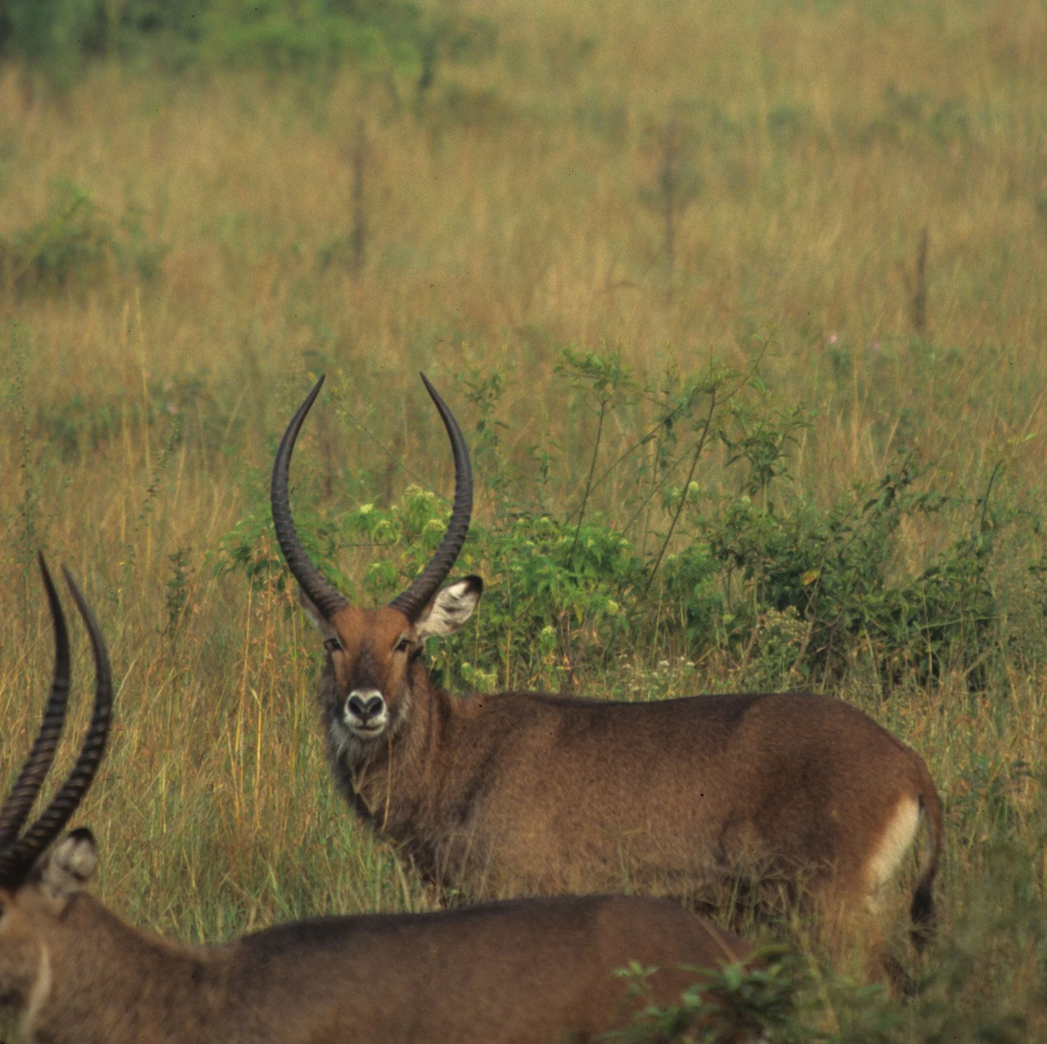BOVID - WATERBUCK - DEFASSA - UGANDA (17).jpg