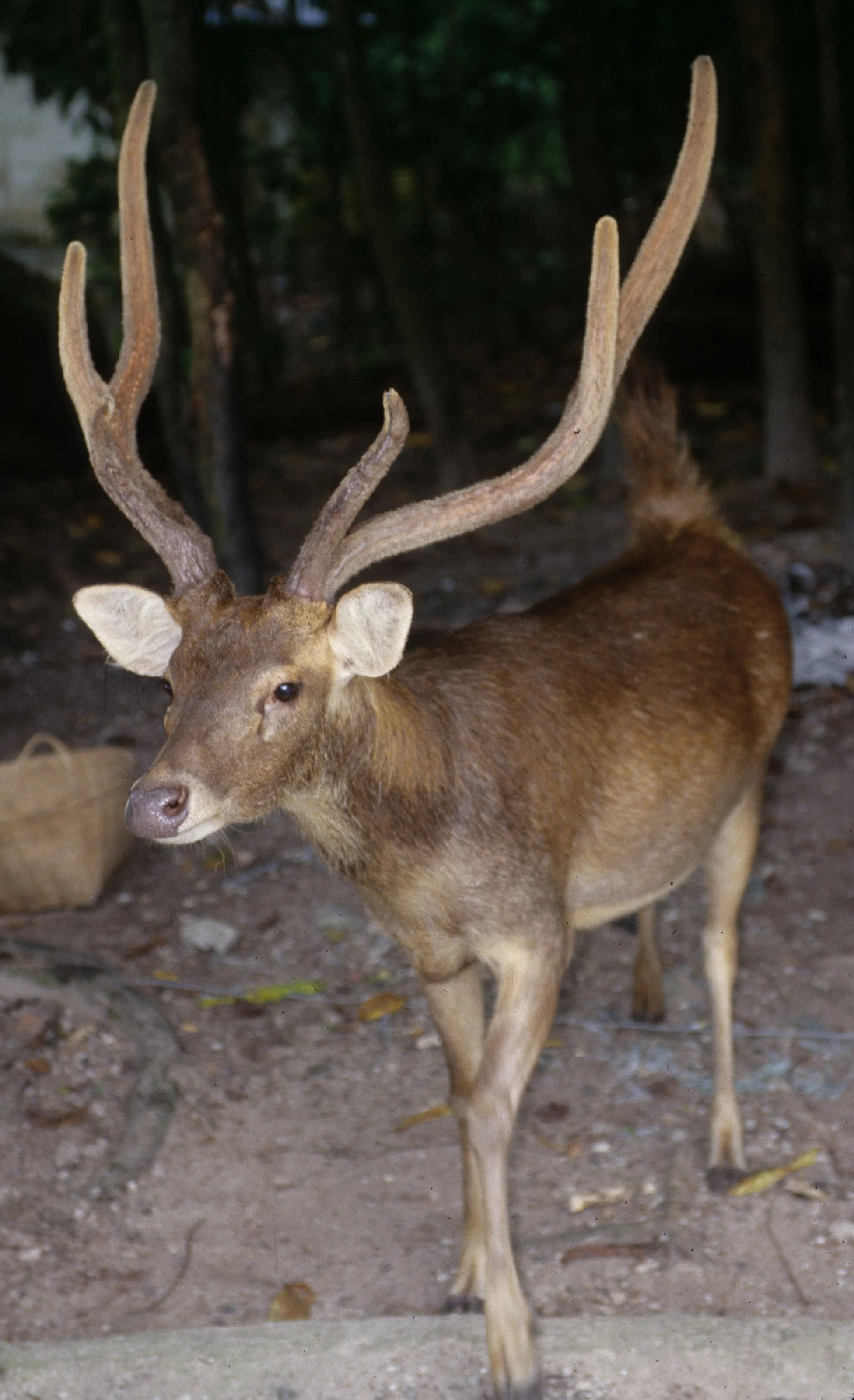 CERVID - DEER - TIMOR DEER - UJON KULONG JAVA.jpg