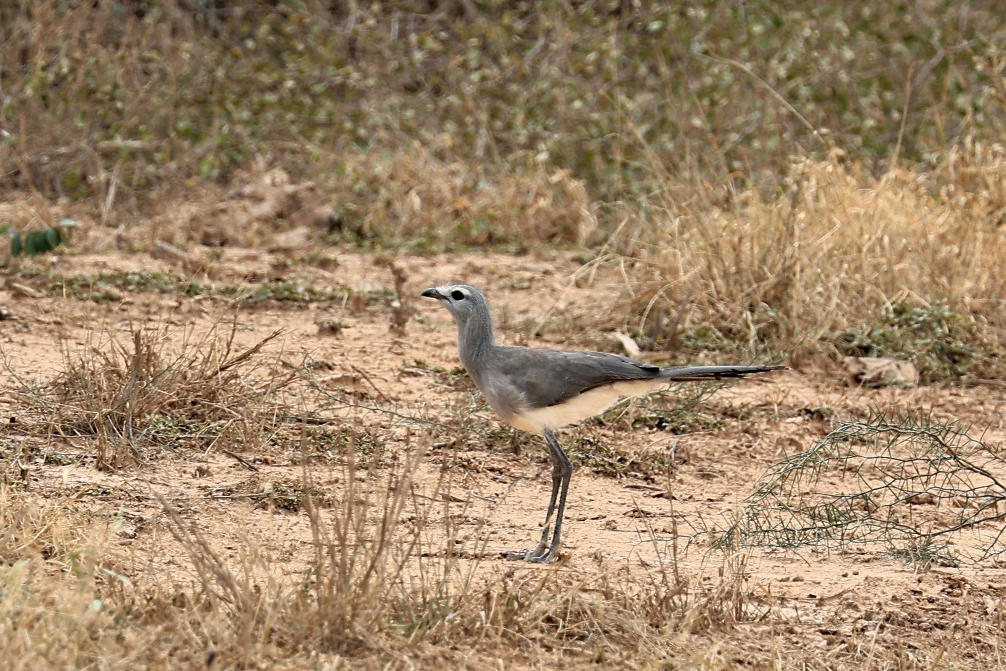 Black-legged Seriema (Chunga burmeisteri) Agua Dulce Paraguay (6).jpg