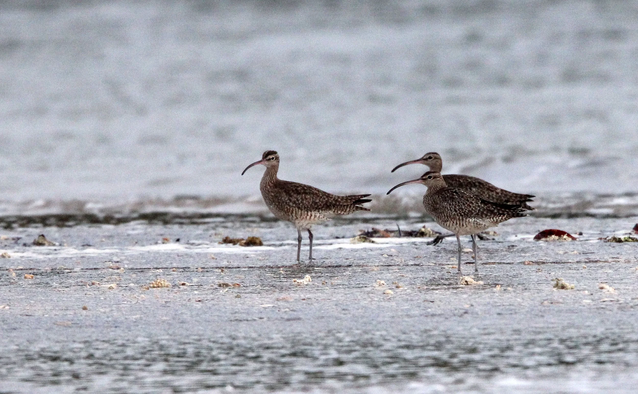 BIRD - WHIMBREL - TANGKOKO NATIONAL PARK SULAWESI INDONESIA (8).JPG