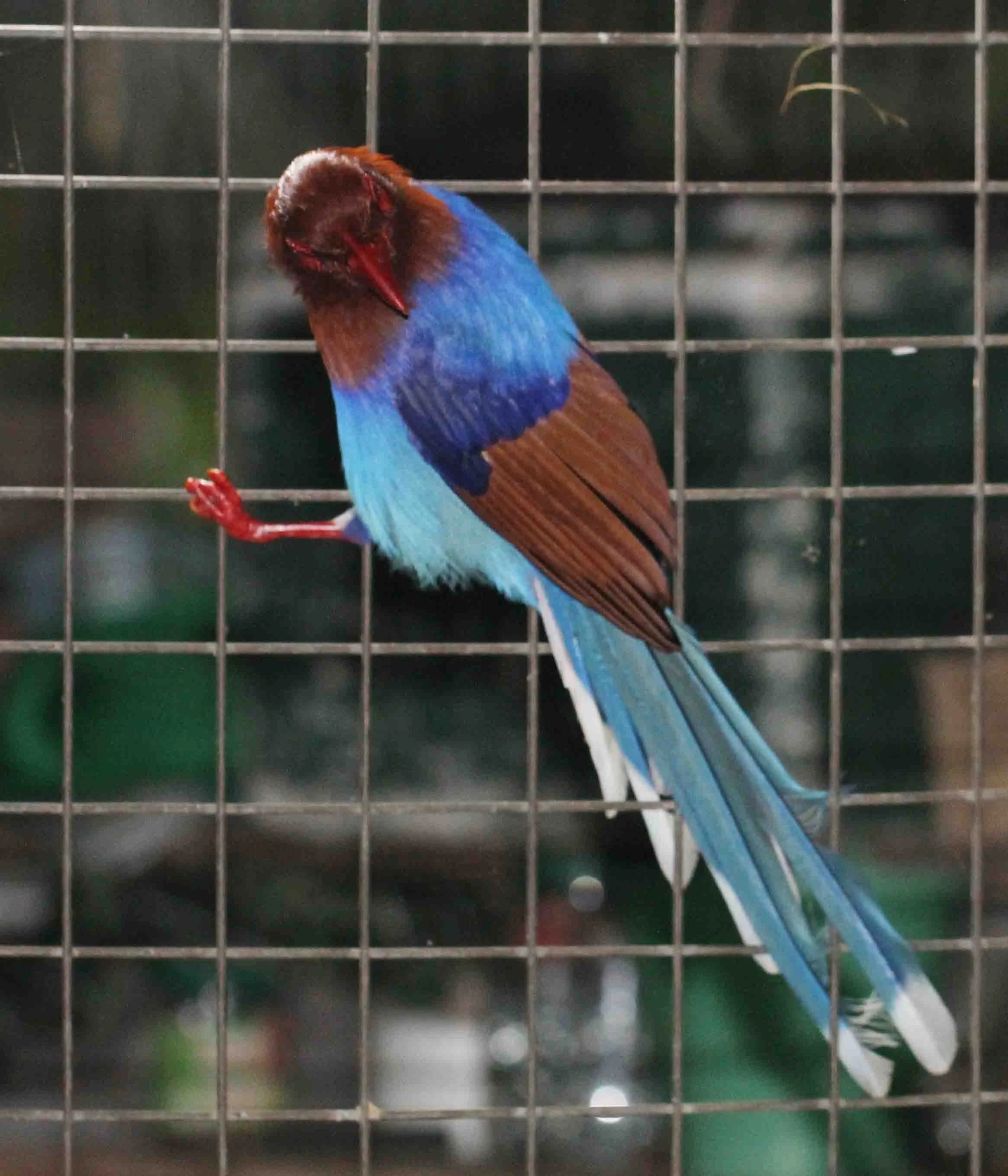 BIRD - MAGPIE - CEYLON BLUE MAGPIE - SINGHARAJA NATIONAL PARK, SRI LANKA - PHOTO BY SOM SMITH (2).JPG