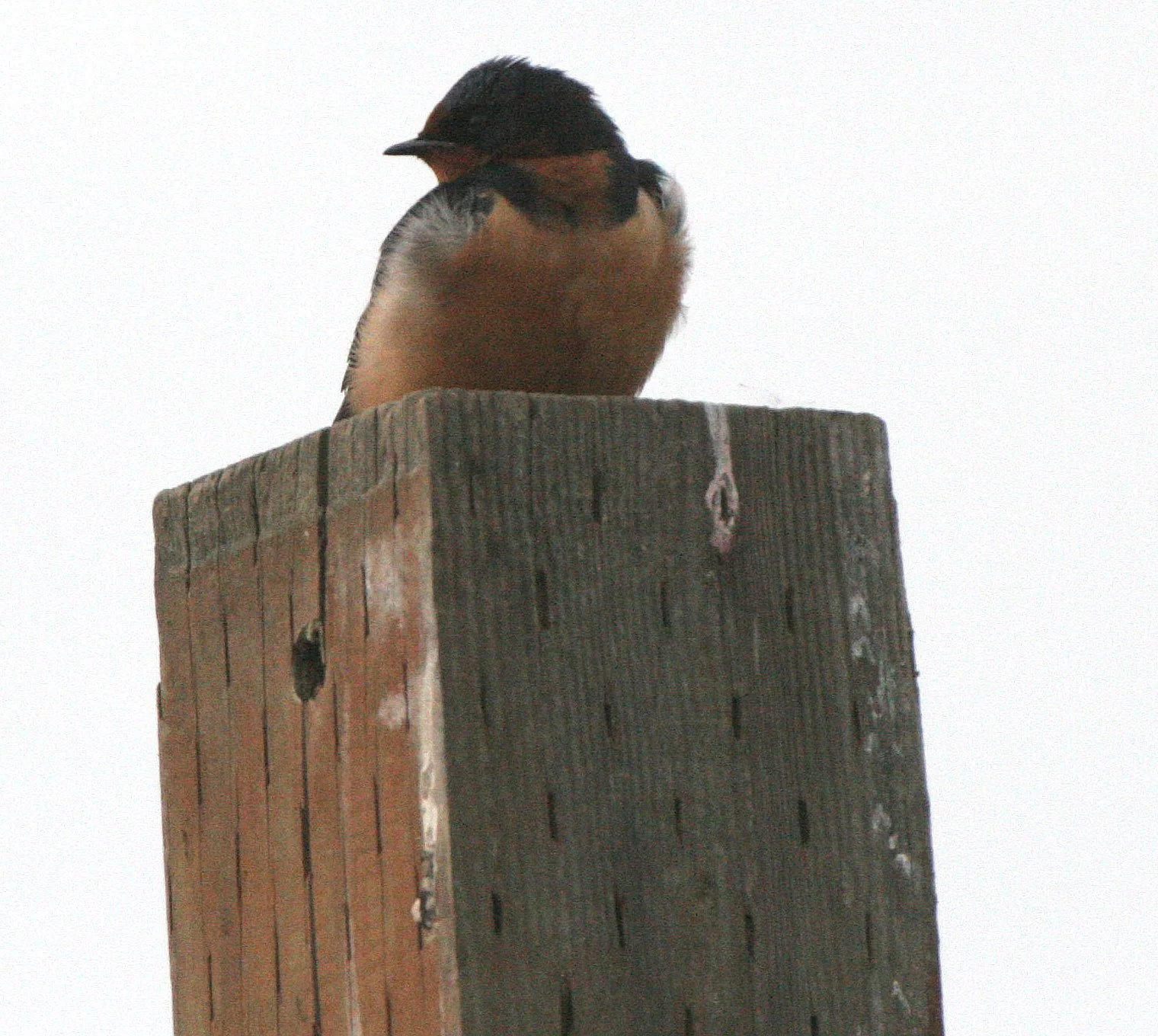 BIRD - SWALLOW - BARN SWALLOW - JAMESTOWN WA (6).JPG