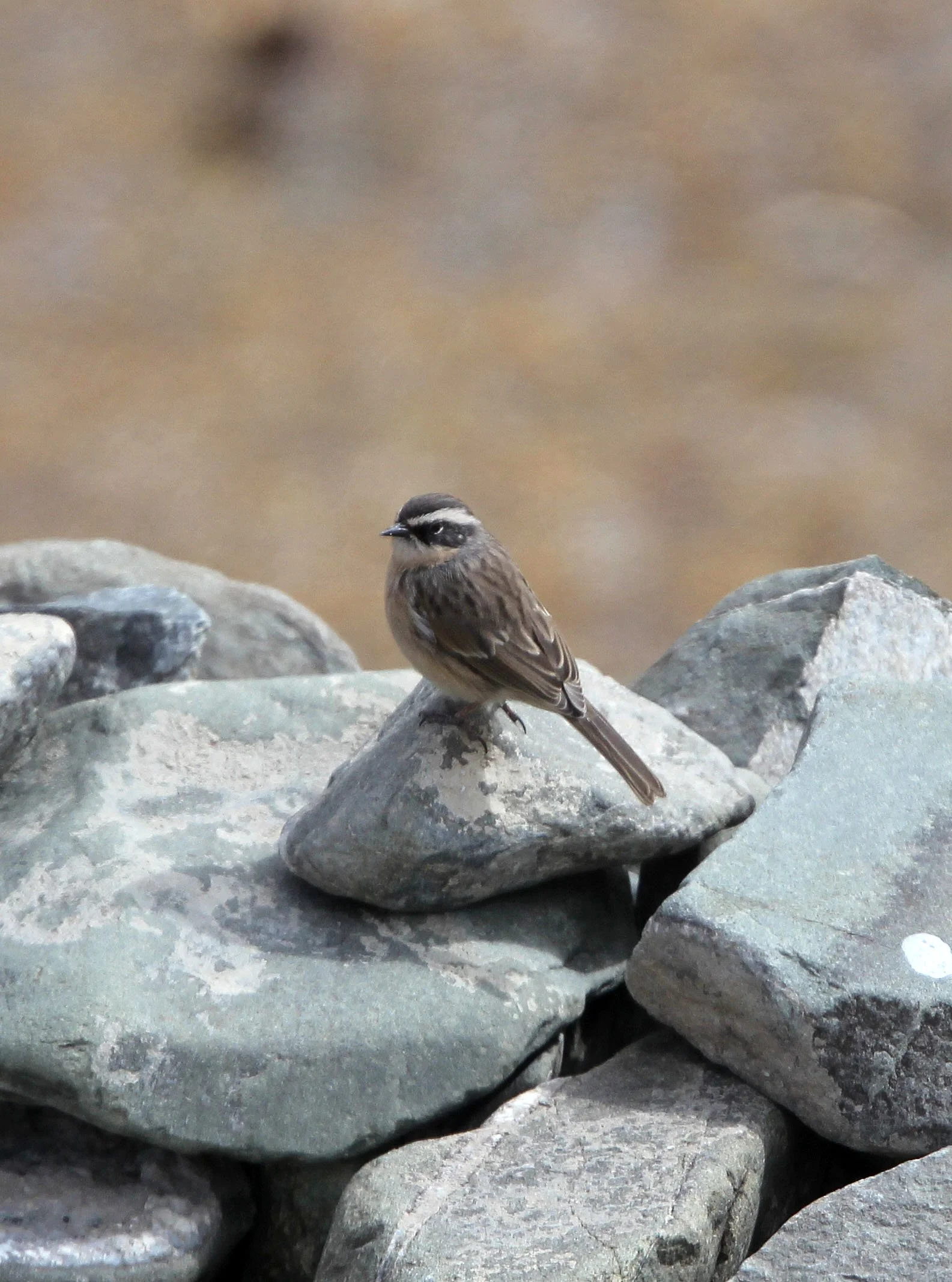 Brown Accentor (Prunella fulvescens) Hemis NP Ladakh India (10).JPG