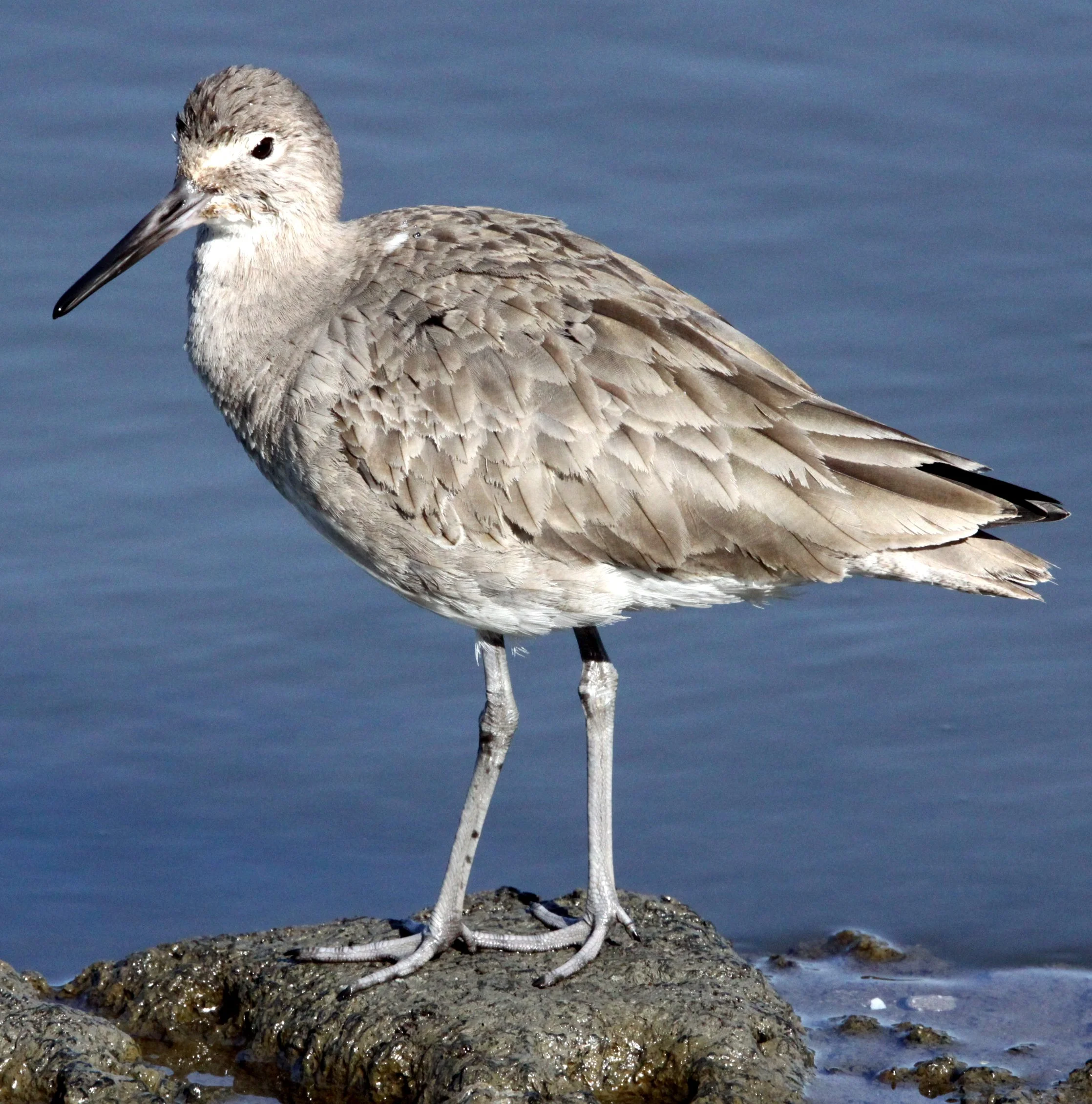 BIRD - WILLET - ARCATA MARSH CALIFORNIA (21).JPG