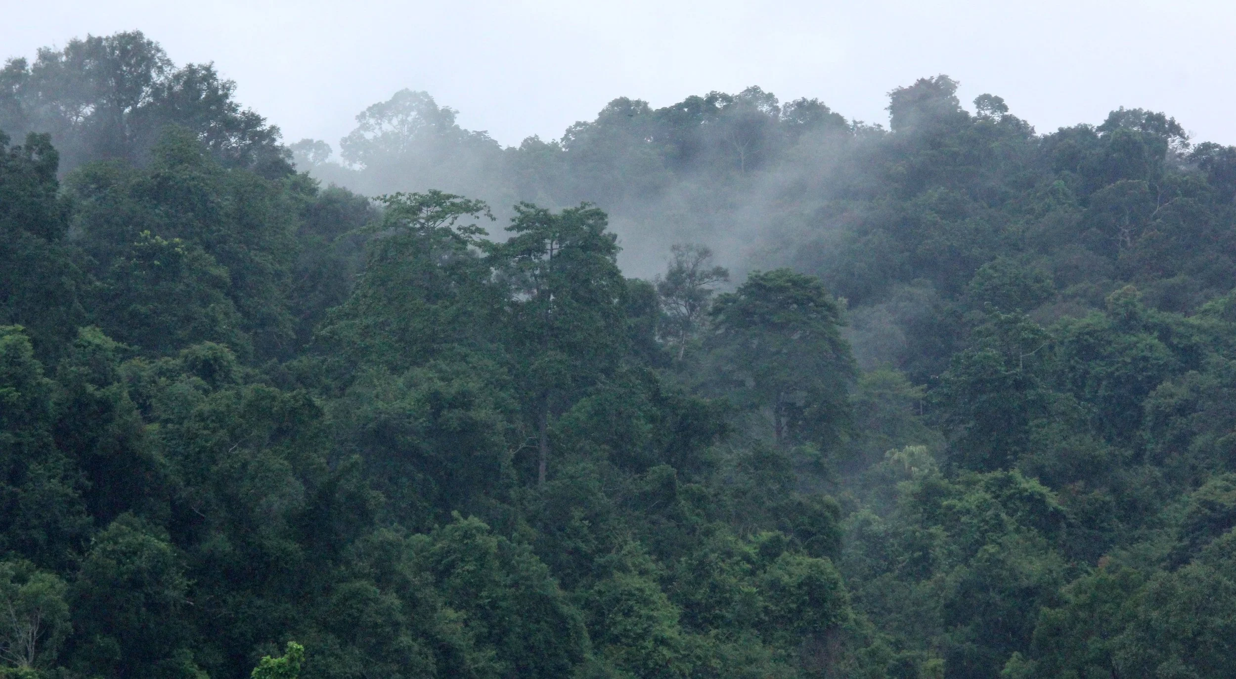 2017 Phu Khieo Wildlife Sanctuary  (11).JPG