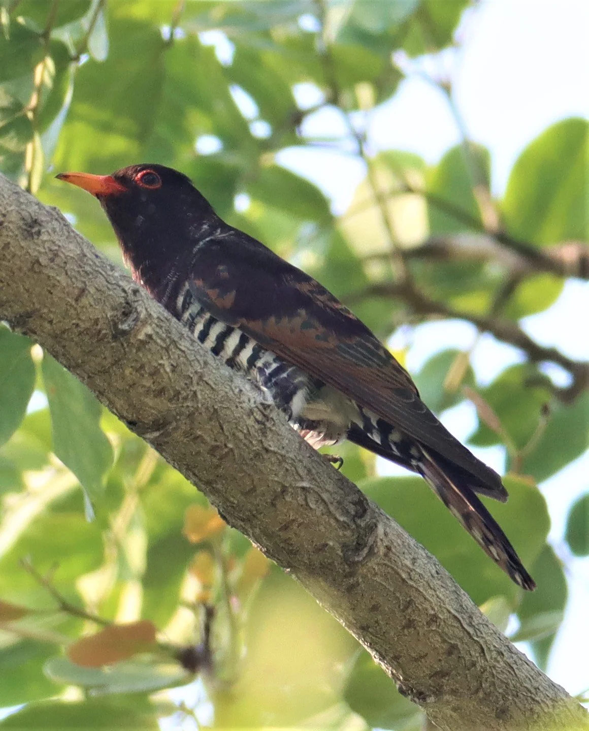 Violet Cuckoo (Chrysococcyx xanthorhynchus) Rama IX Park Bangkok (8).jpg